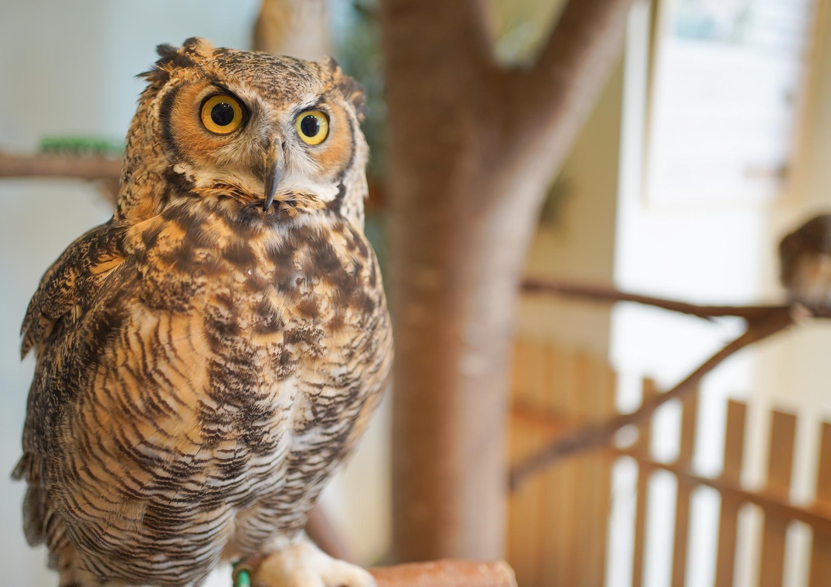 アメリカワシミミズクってどんな生き物？特徴や生息地を紹介| 淡水魚の 