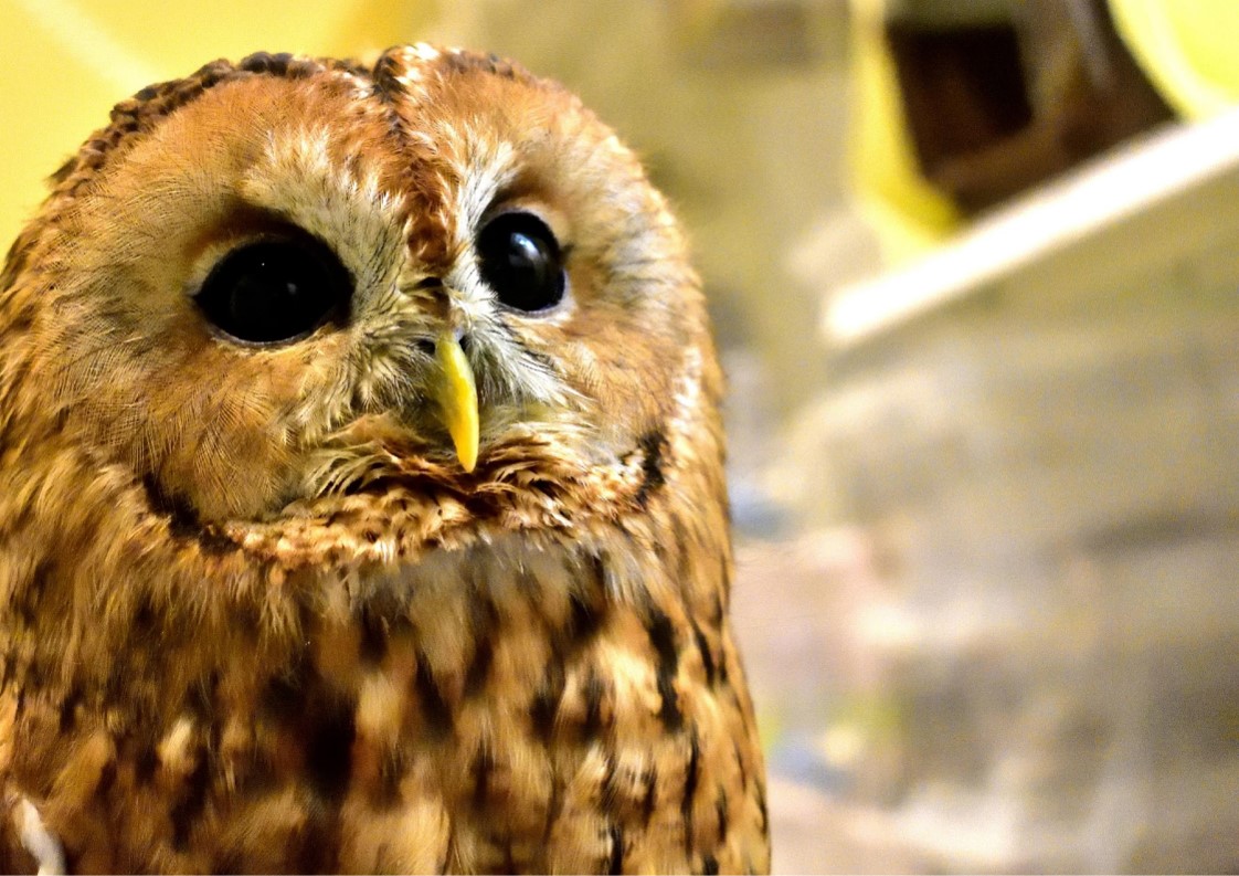 モリフクロウってどんな生き物？特徴や生息地を紹介| 淡水魚のいきもの