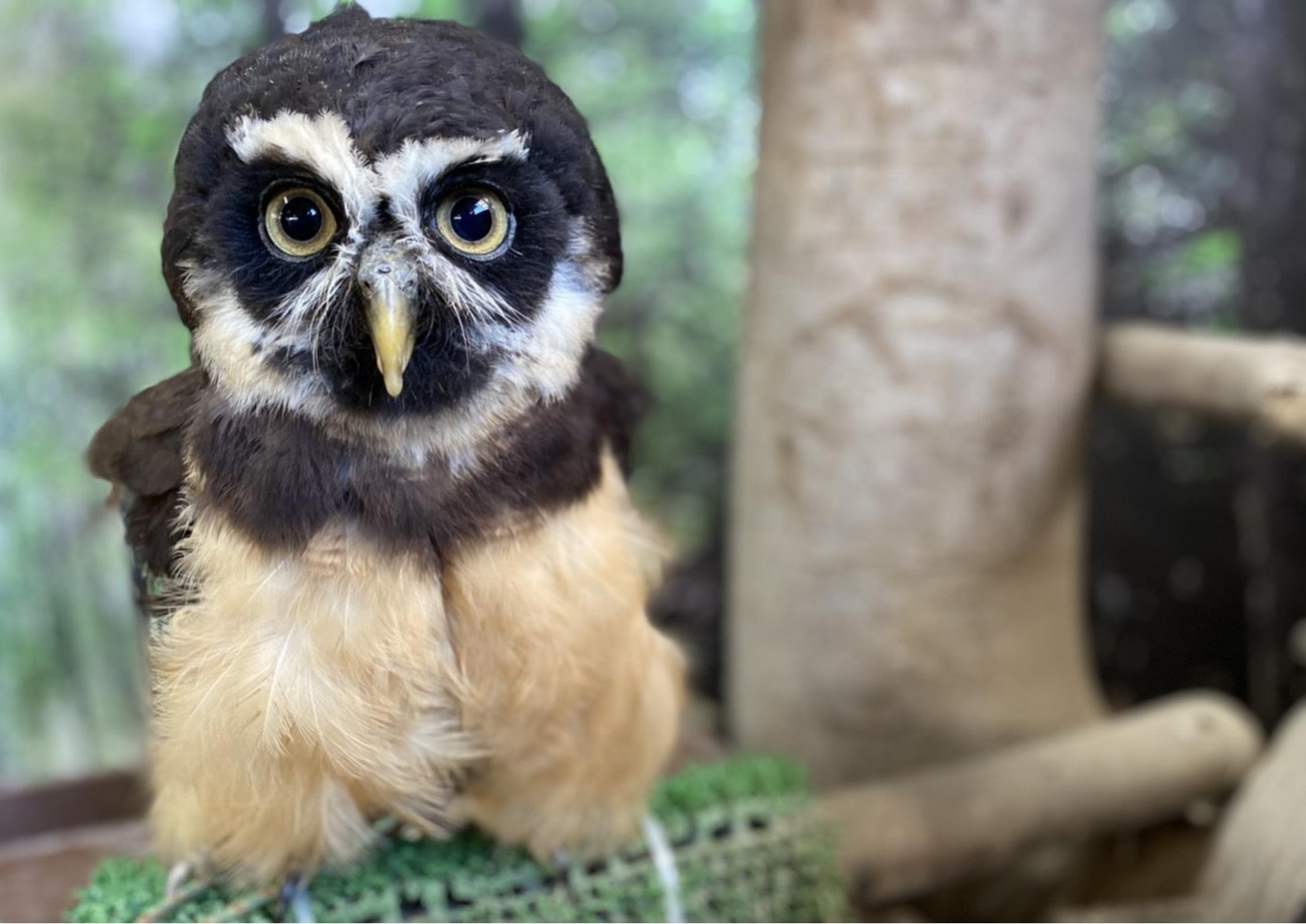 メガネフクロウってどんな生き物？特徴や生息地を紹介| 淡水魚の