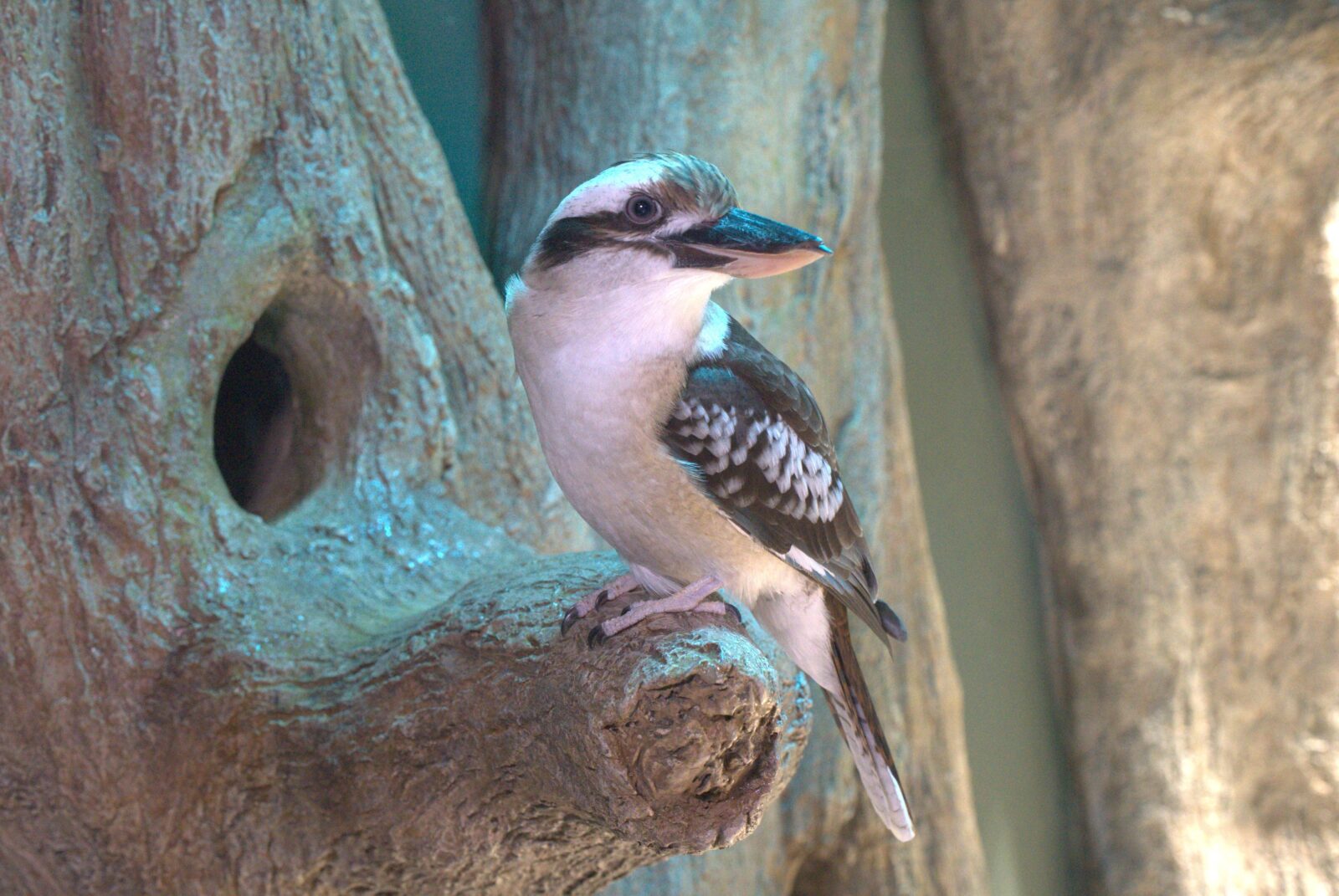 チャバラワライカワセミ(オス)の尾羽と体羽 世界の野鳥/鳥の羽根