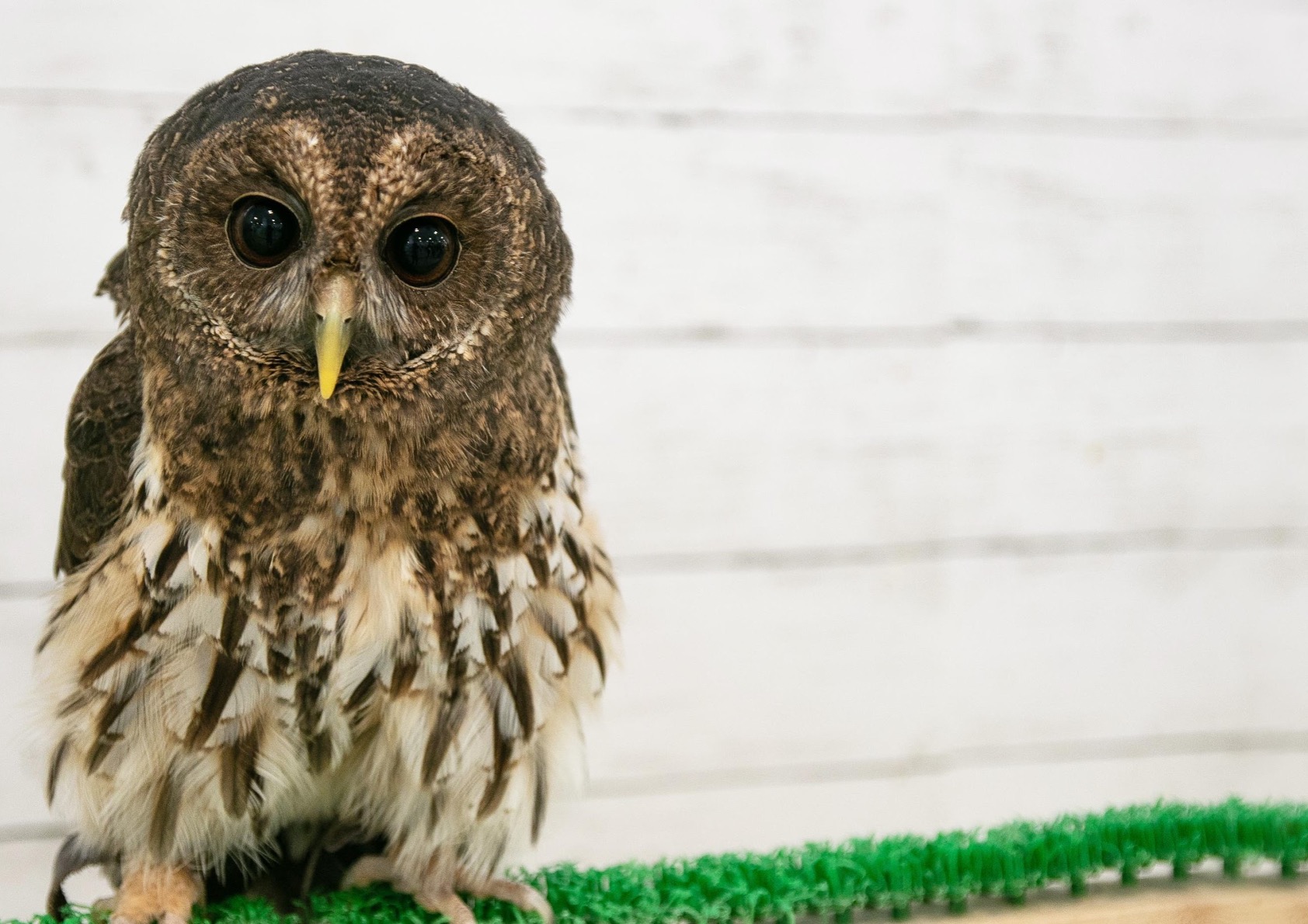 スベトラーナ 森の中の少女とフクロウ スベトラーナ 森の中の少女と