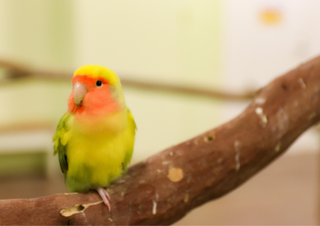 コザクラインコってどんな生き物？特徴や生息地を紹介| 淡水魚の