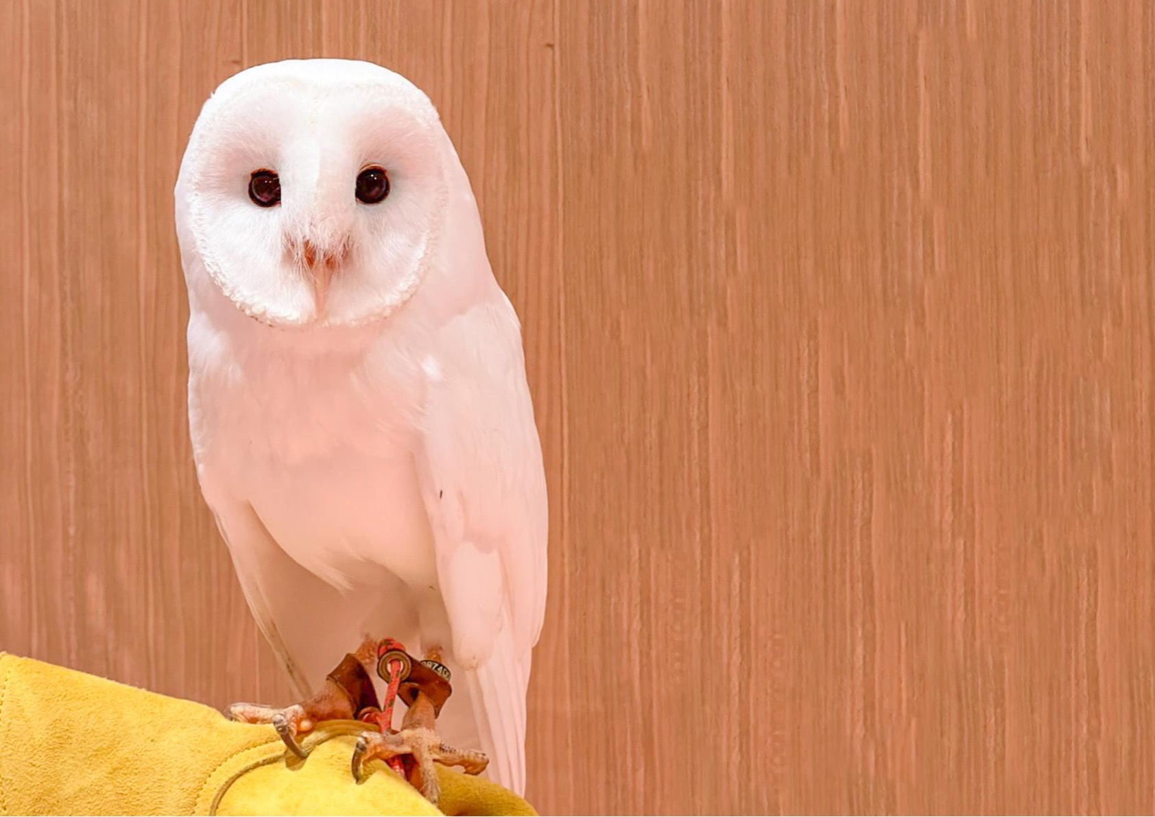 メンフクロウってどんな生き物？特徴や生息地を紹介| 淡水魚のいきもの 