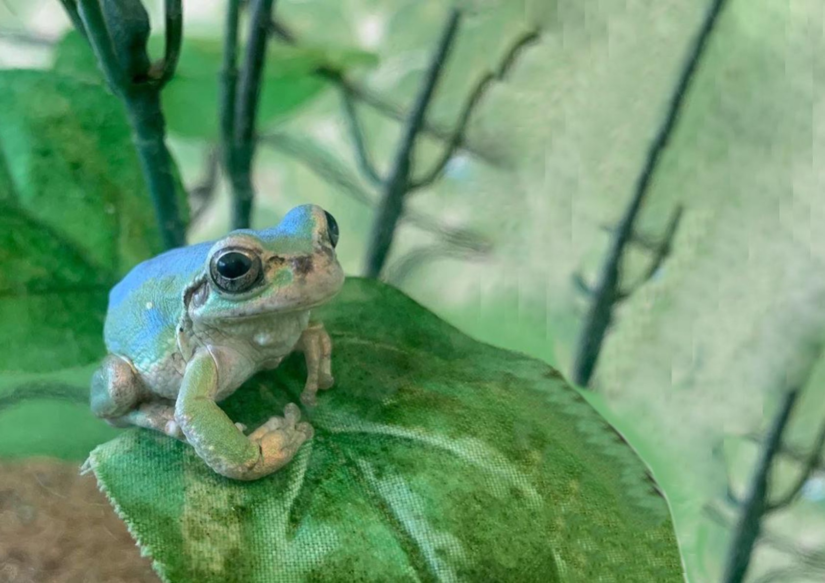 ニホンアマガエルってどんな生き物？特徴や生息地を紹介| 淡水魚の