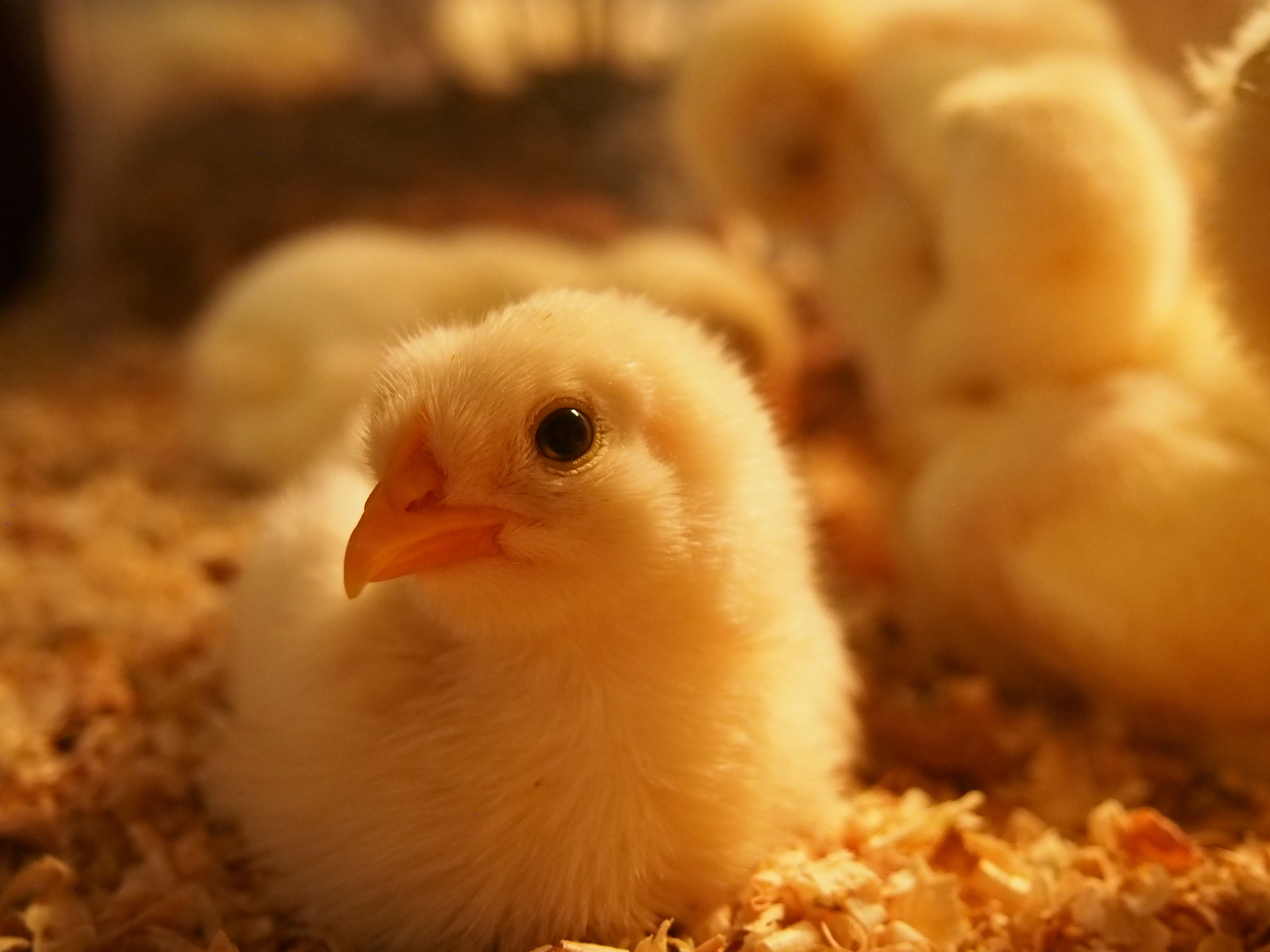 ヒヨコってどんな生き物？特徴や生息地を紹介| 淡水魚のいきもの図鑑