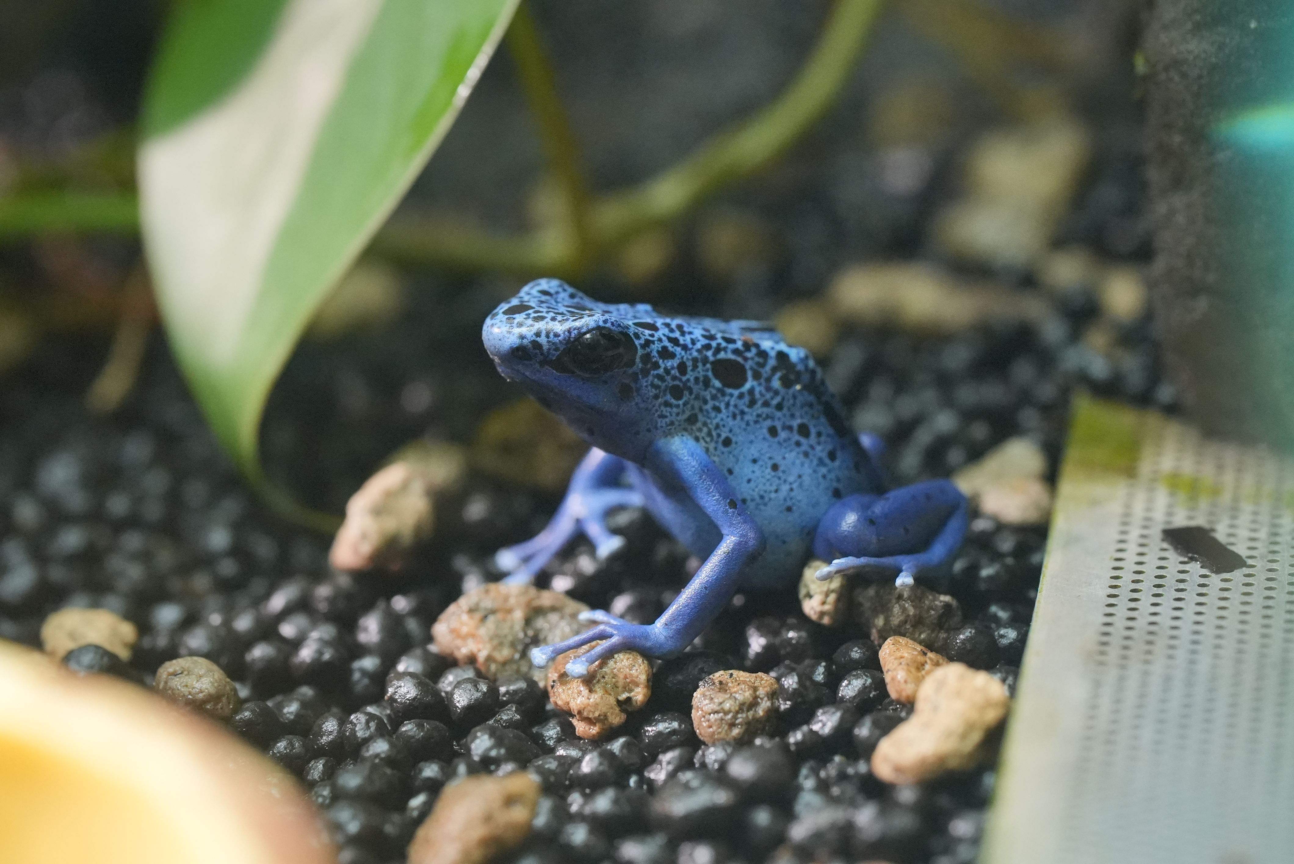 コバルトヤドクガエル ってどんな生き物？特徴や生息地を紹介| 淡水魚