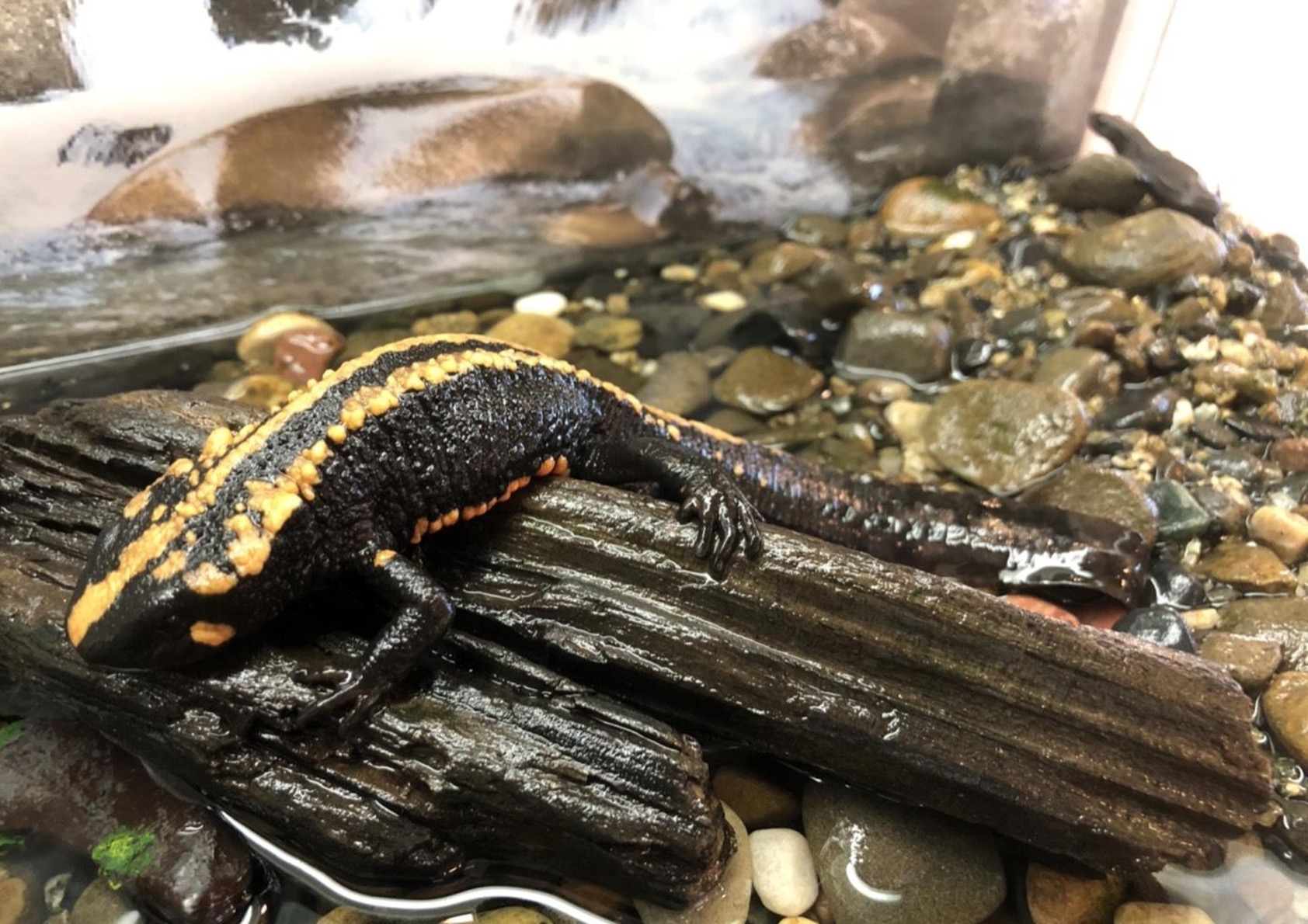 ラオスコブイモリってどんな生き物？特徴や生息地を紹介| 淡水魚のいきもの図鑑| カワスイ アクア&アニマルスクール