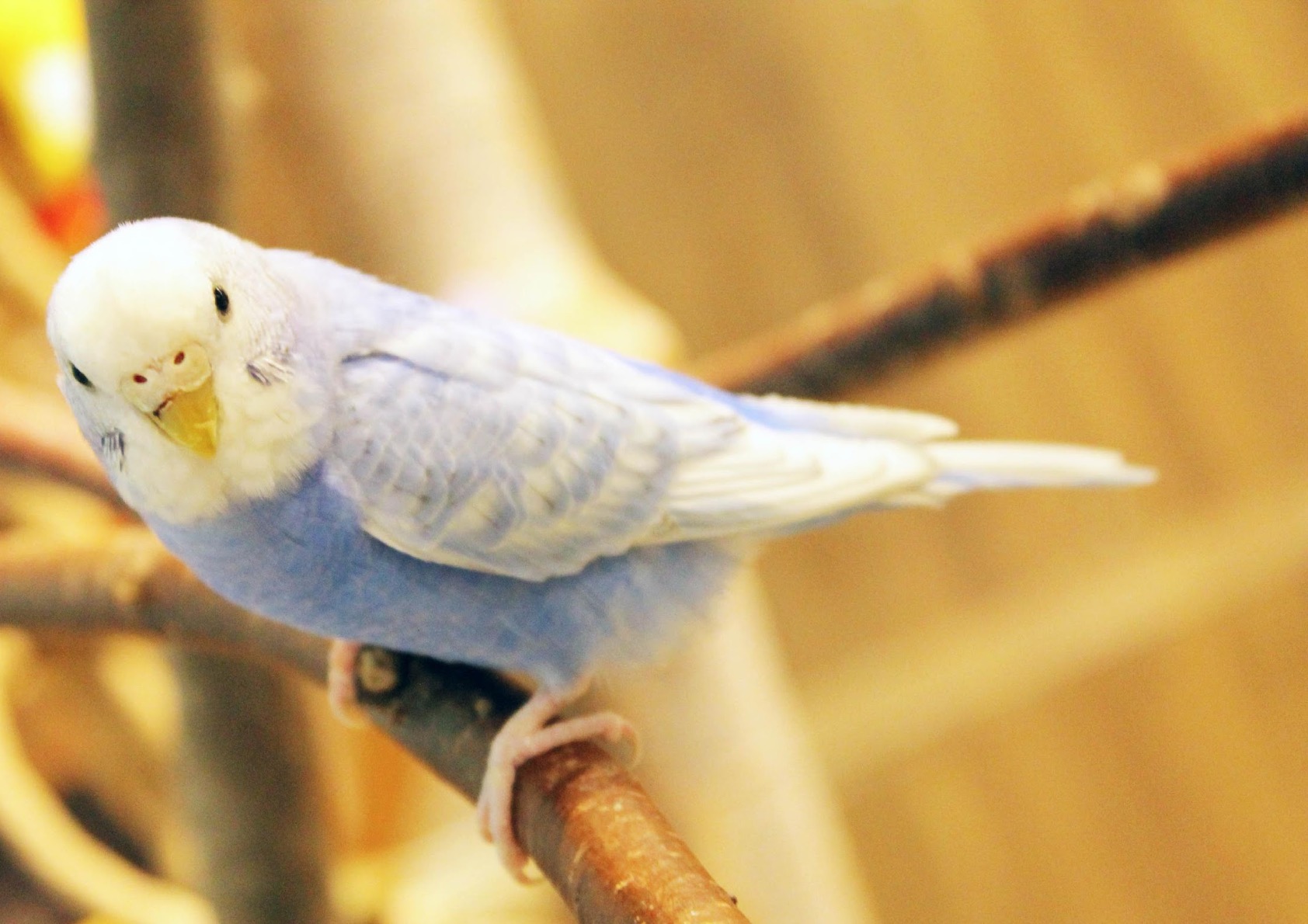 セキセイインコってどんな生き物？特徴や生息地を紹介| 淡水魚の