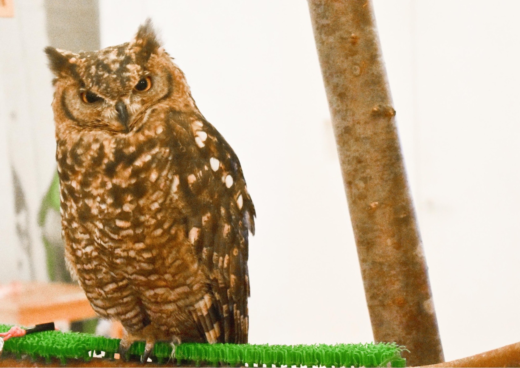 高品質 アフリカワシミミズク（Spotted Eagle-owl）剥製 高品質