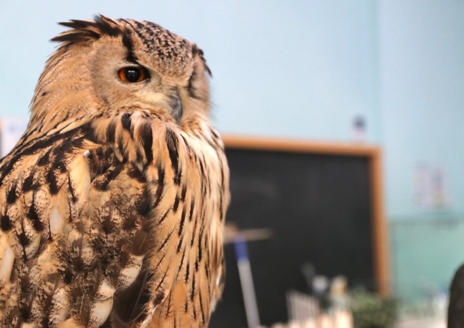 シベリアワシミミズクってどんな生き物?特徴や生息地を紹介| 淡水魚のいきもの図鑑| カワスイ アクア&アニマルスクール