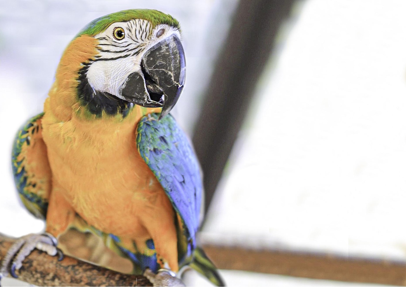 ハルクインコンゴウインコってどんな生き物？特徴や生息地を紹介| 淡水魚のいきもの図鑑| カワスイ アクア&アニマルスクール