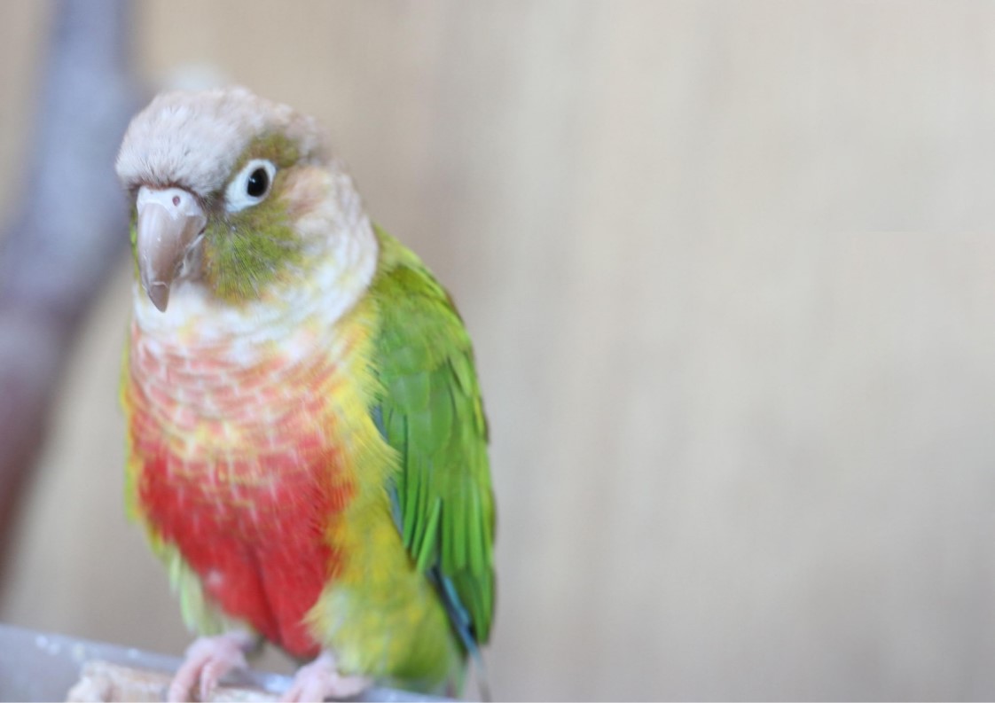 ワキコガネウロコインコってどんな生き物？特徴や生息地を紹介| 淡水魚