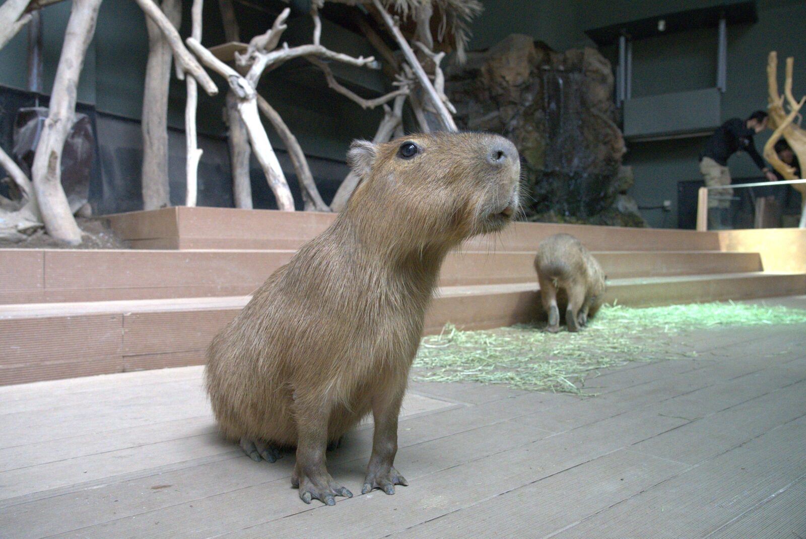 カピバラ c60e5b005ccd0568a8a7996a8d2b37