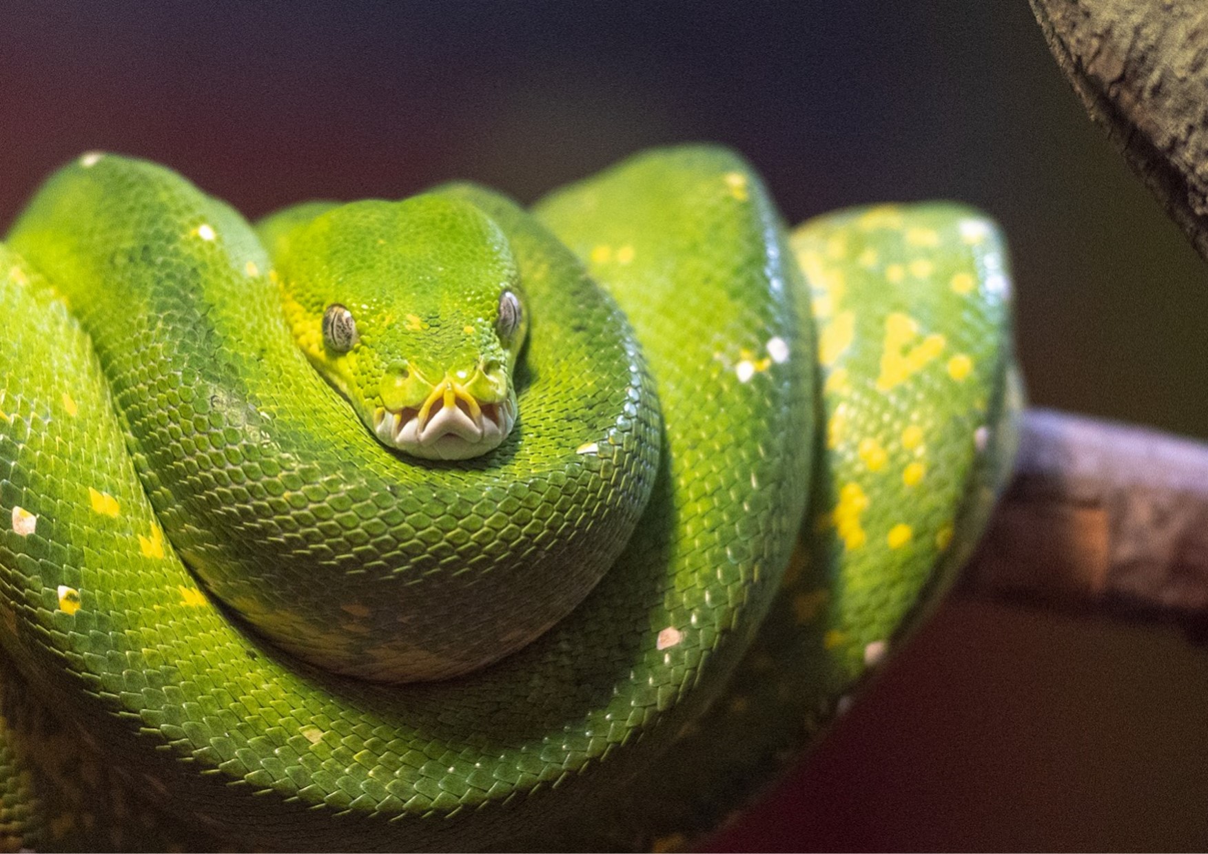 グリーンパイソンってどんな生き物？特徴や生息地を紹介| 淡水魚の
