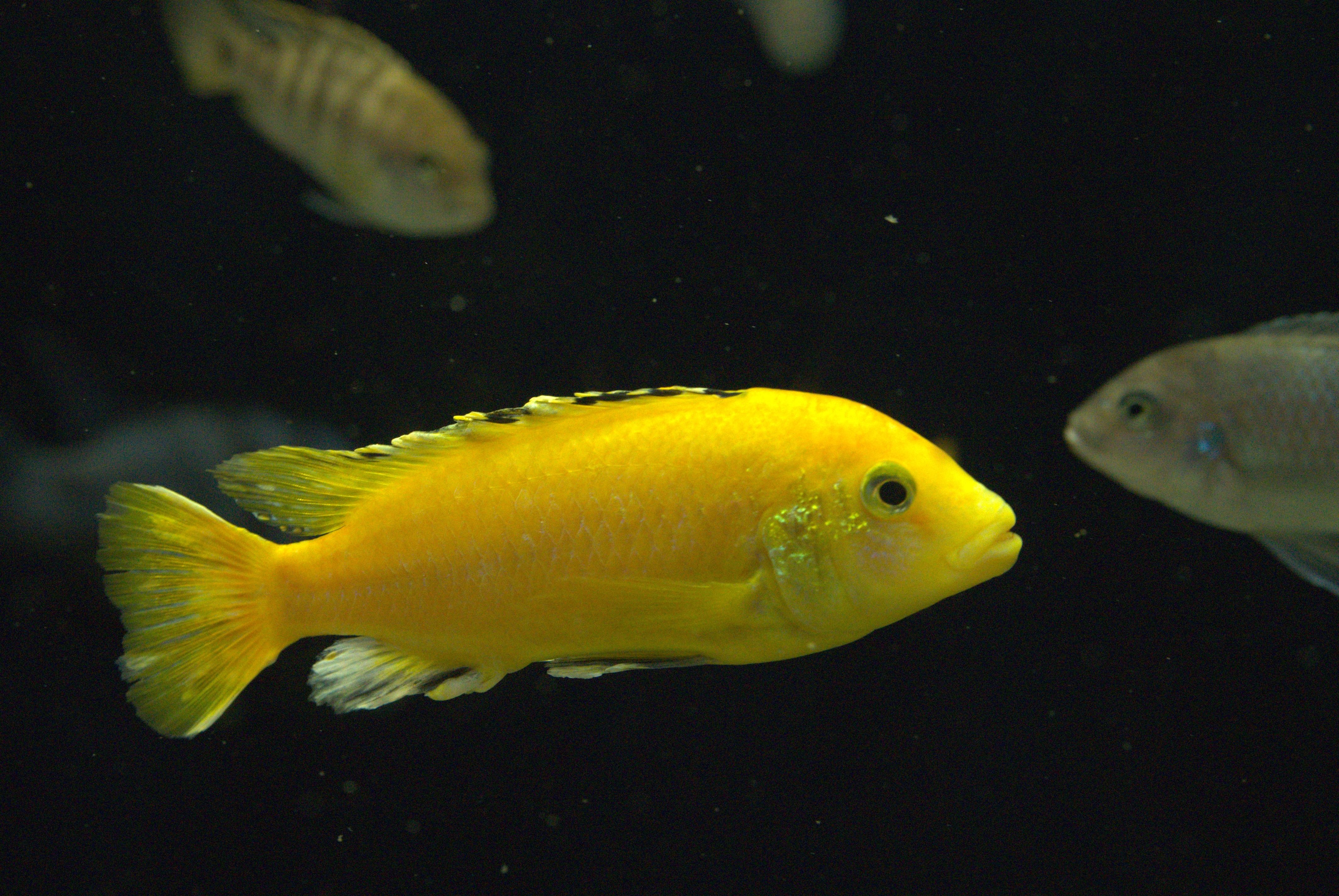 0076f8a463733d60f60651e7921d81