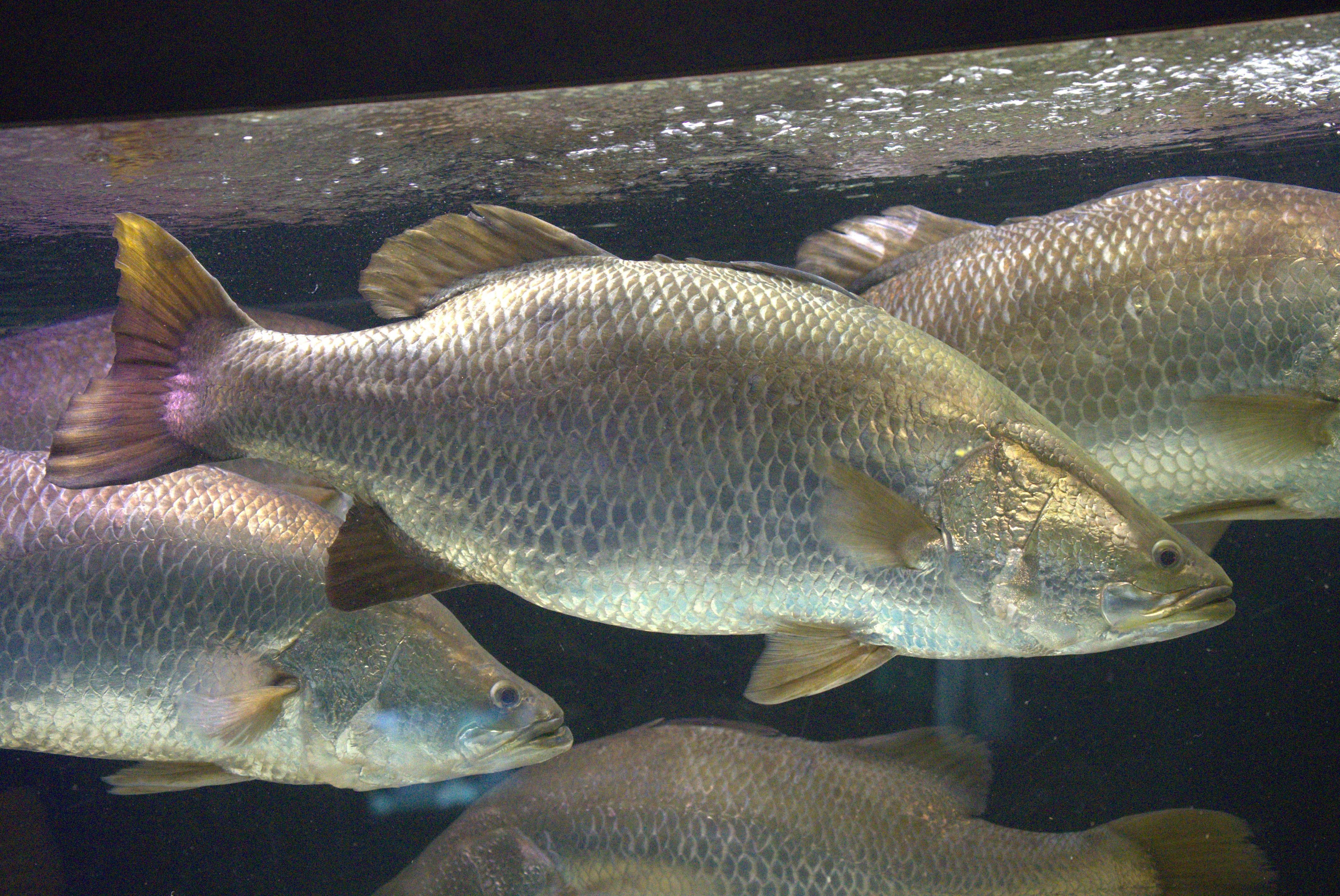 バラマンディ ってどんな生き物？特徴や生息地を紹介| 淡水魚の