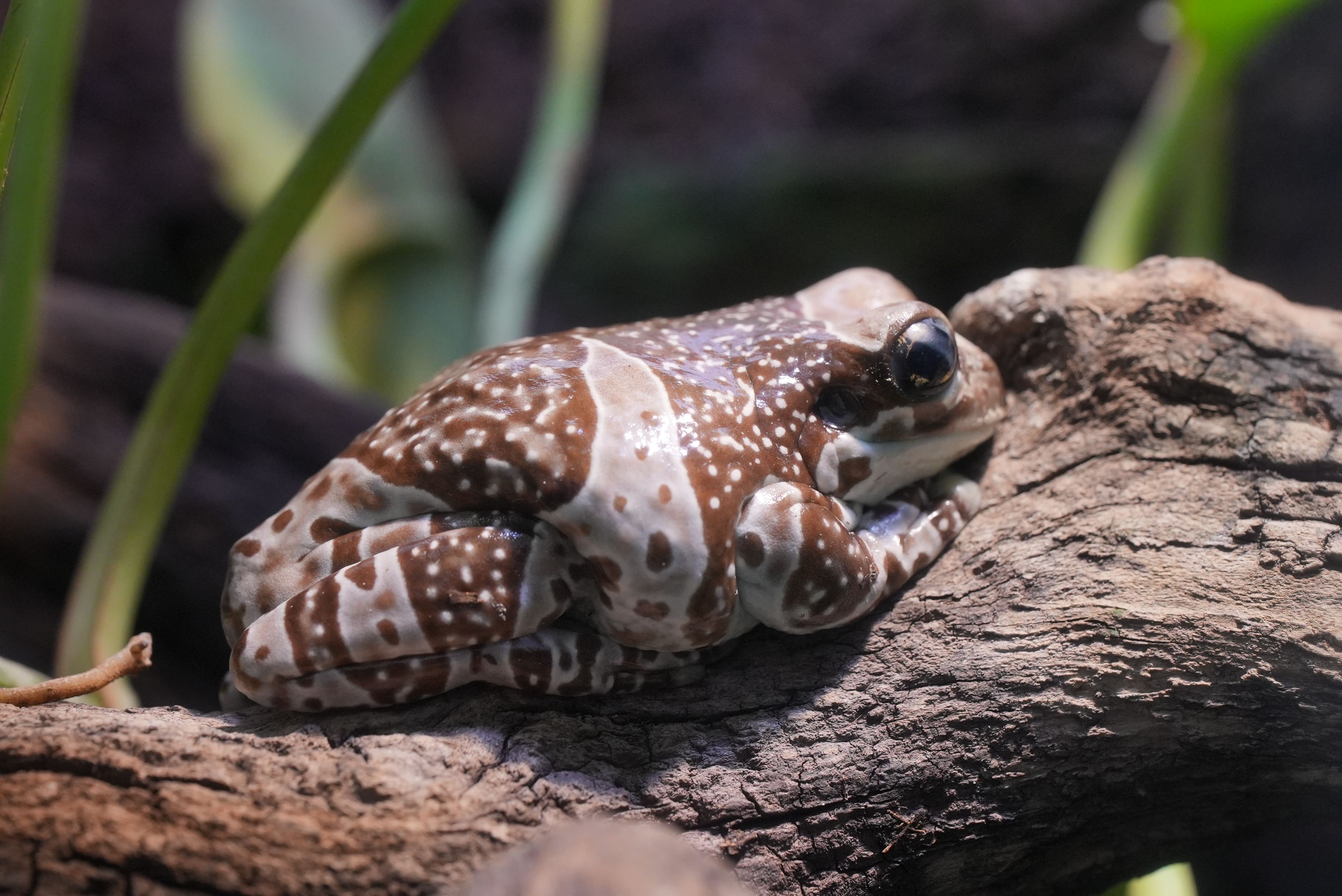 ジュウジメドクアマガエル ジュウジメドクアマガエル - 生きもの図鑑 鳥羽水族館