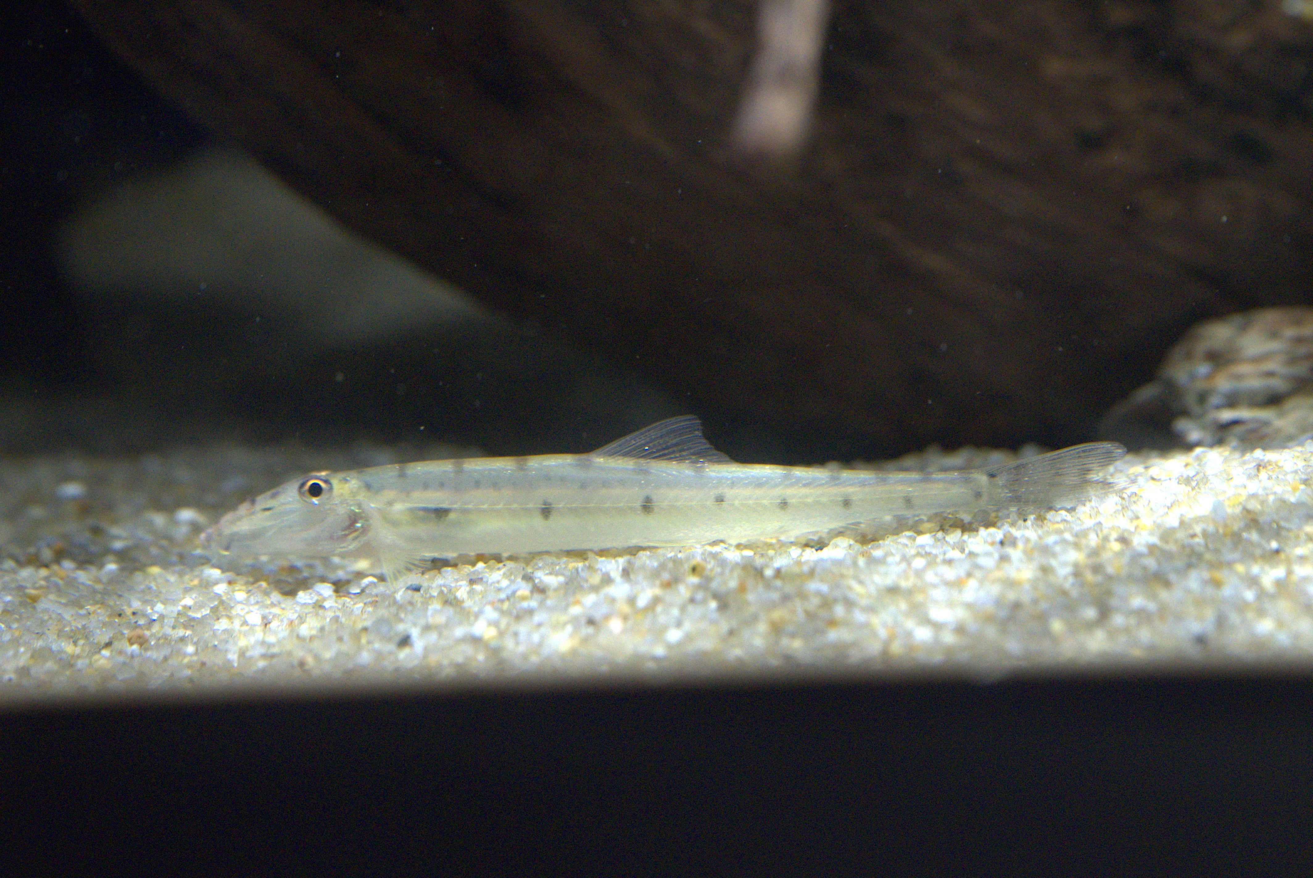 ホースフェイスローチ ってどんな生き物？特徴や生息地を紹介| 淡水魚