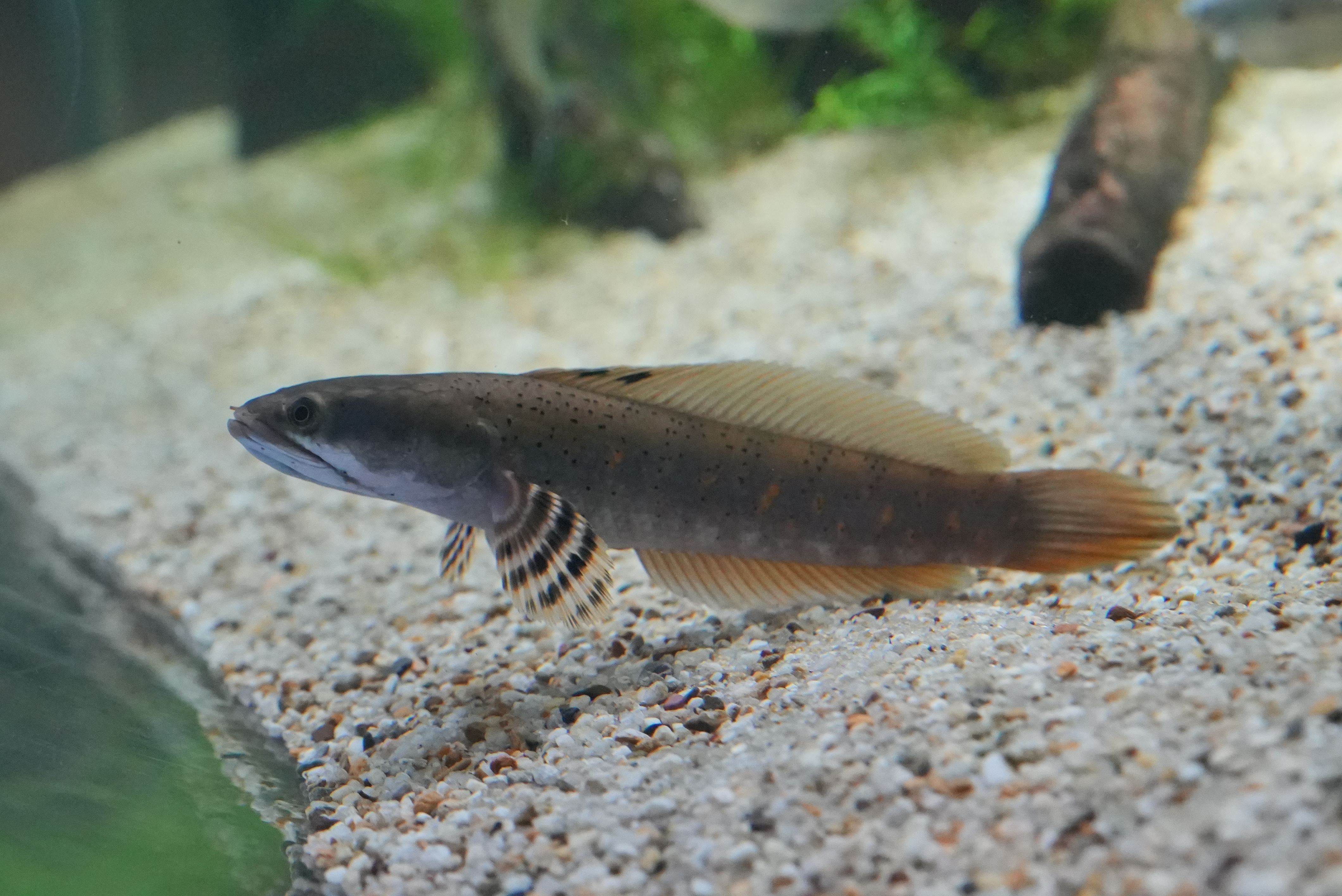 楽天市場】【淡水魚】大特価 チャンナ プルクラ【1匹 サンプル