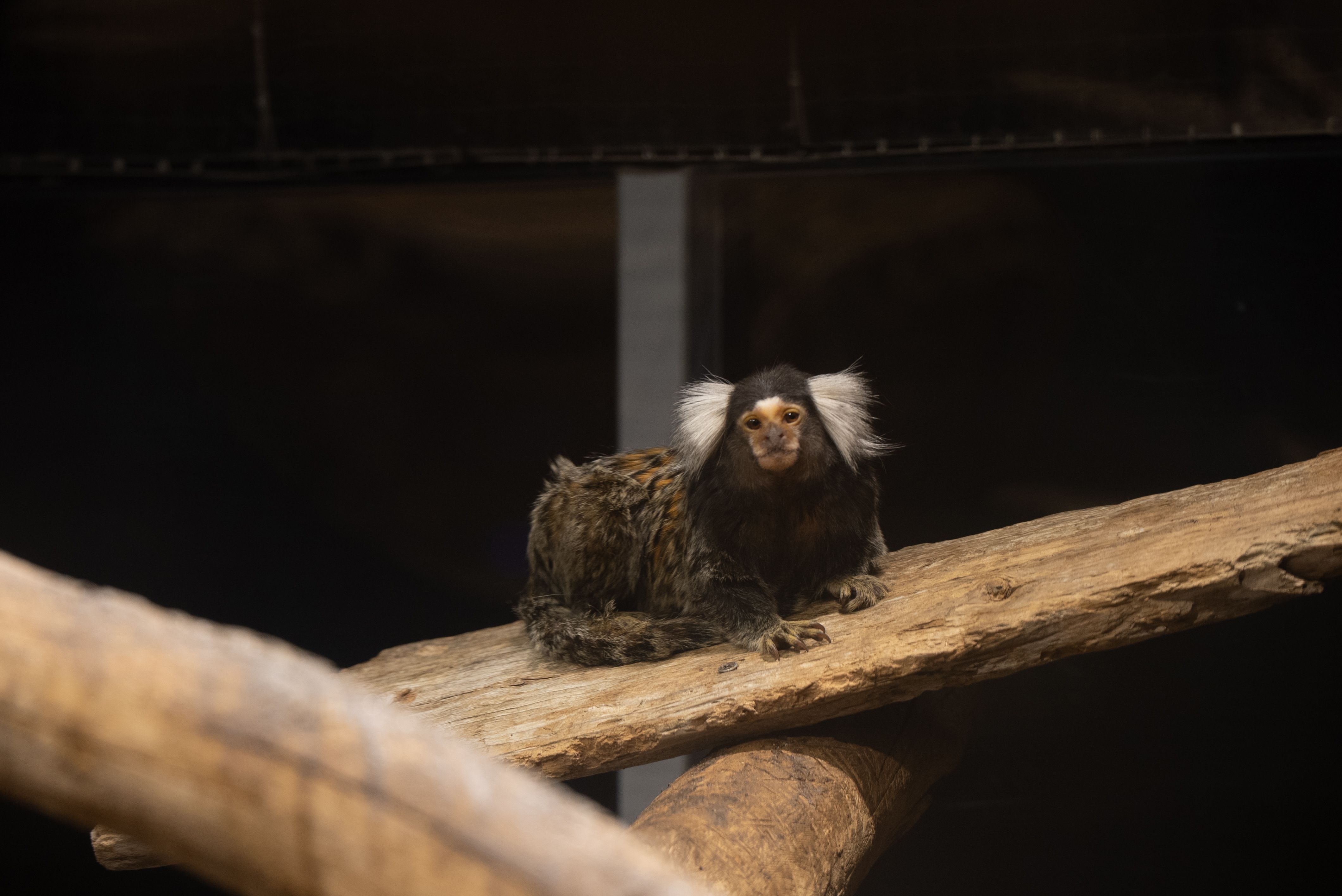 コモンマーモセット ってどんな生き物？特徴や生息地を紹介| 淡水魚の