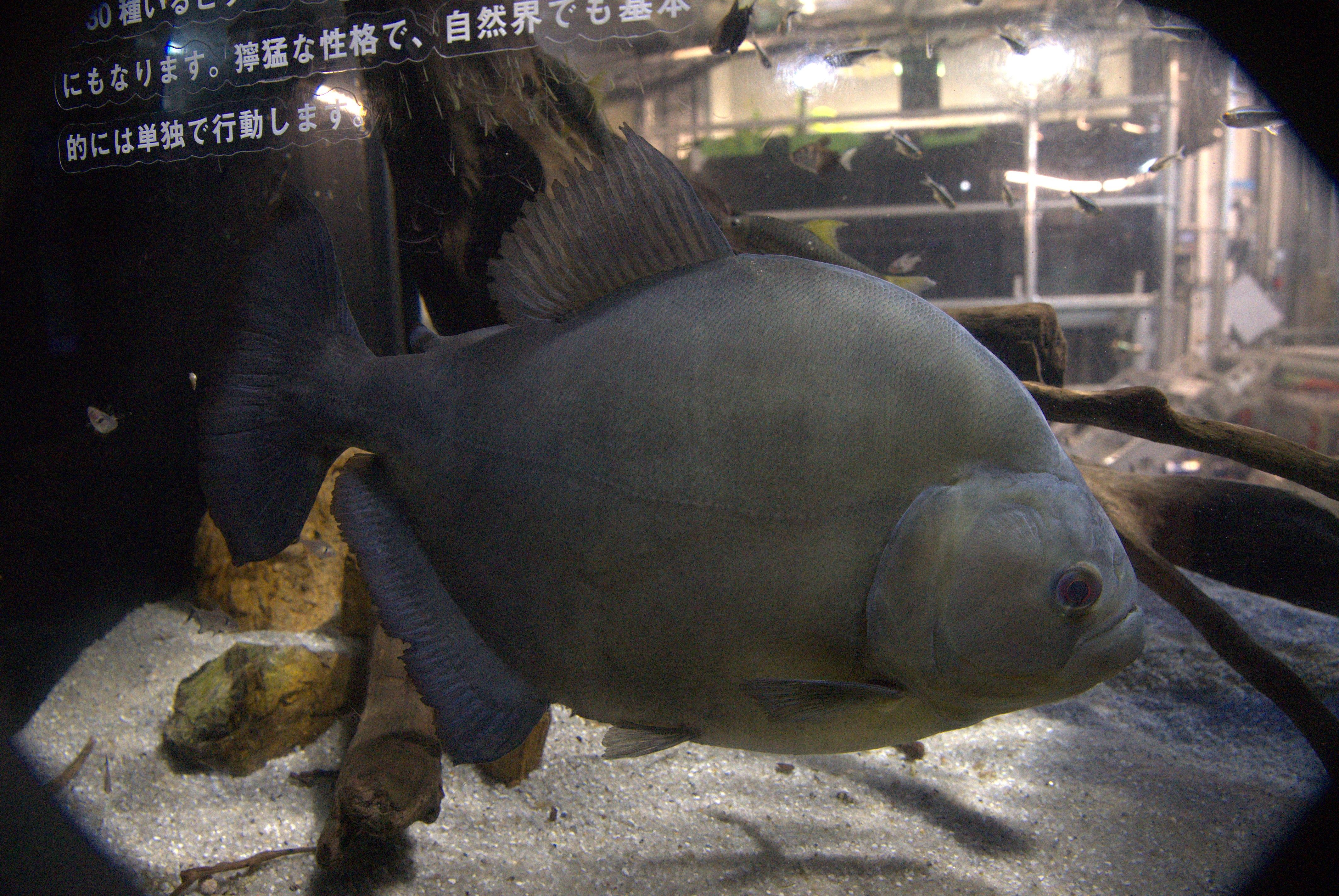 ブラックピラニア ってどんな生き物？特徴や生息地を紹介| 淡水魚の