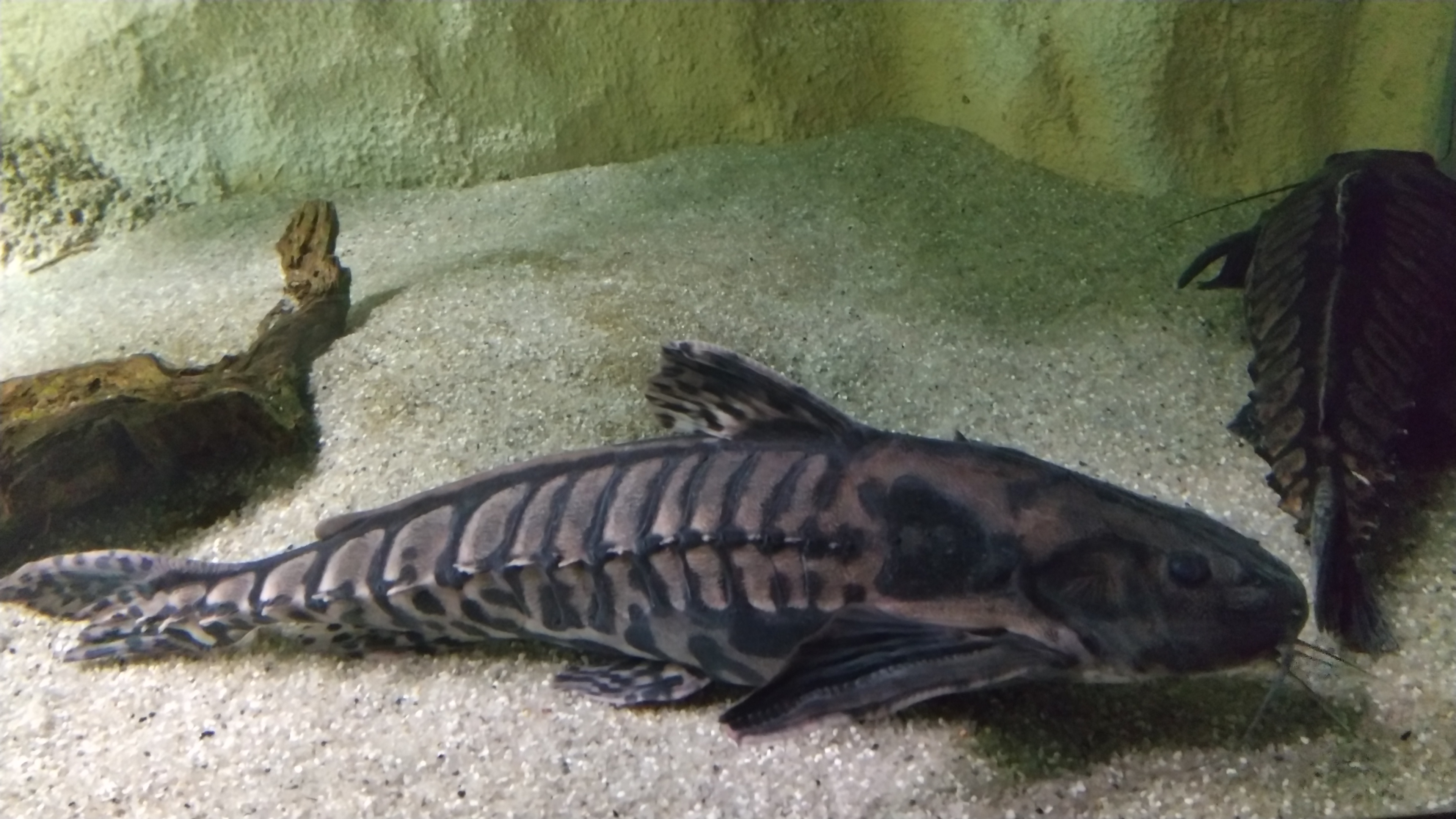メガロドラス ってどんな生き物？特徴や生息地を紹介| 淡水魚の 