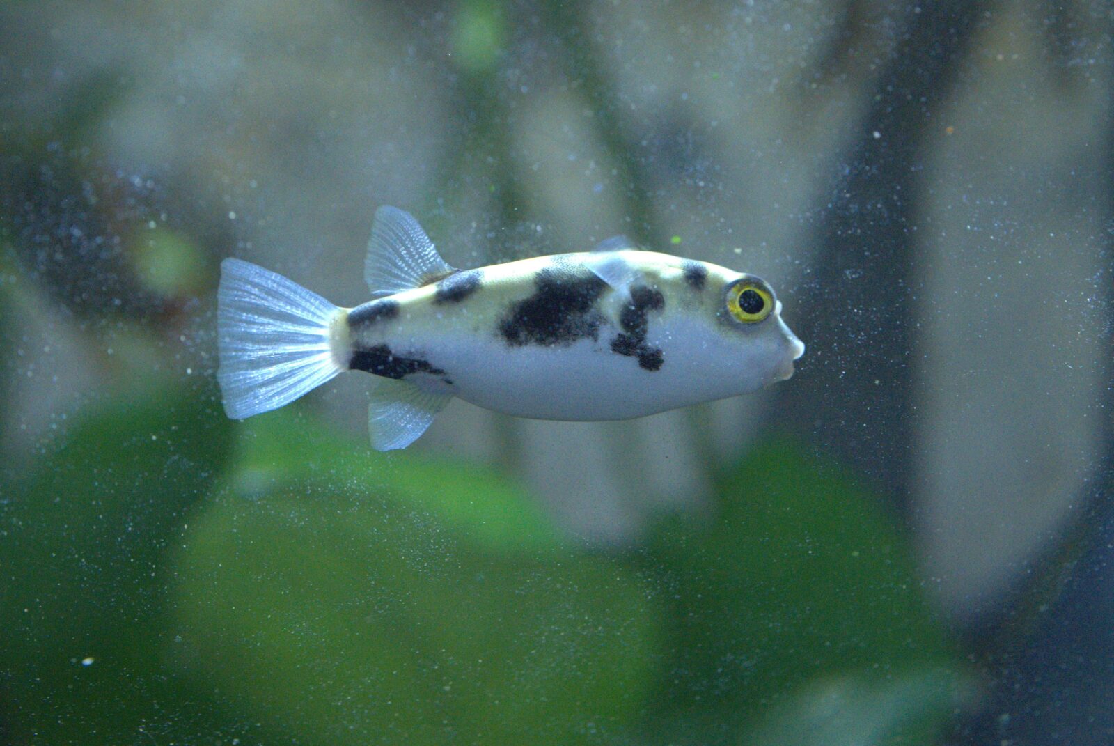 南米淡水フグ ってどんな生き物？特徴や生息地を紹介| 淡水魚の 
