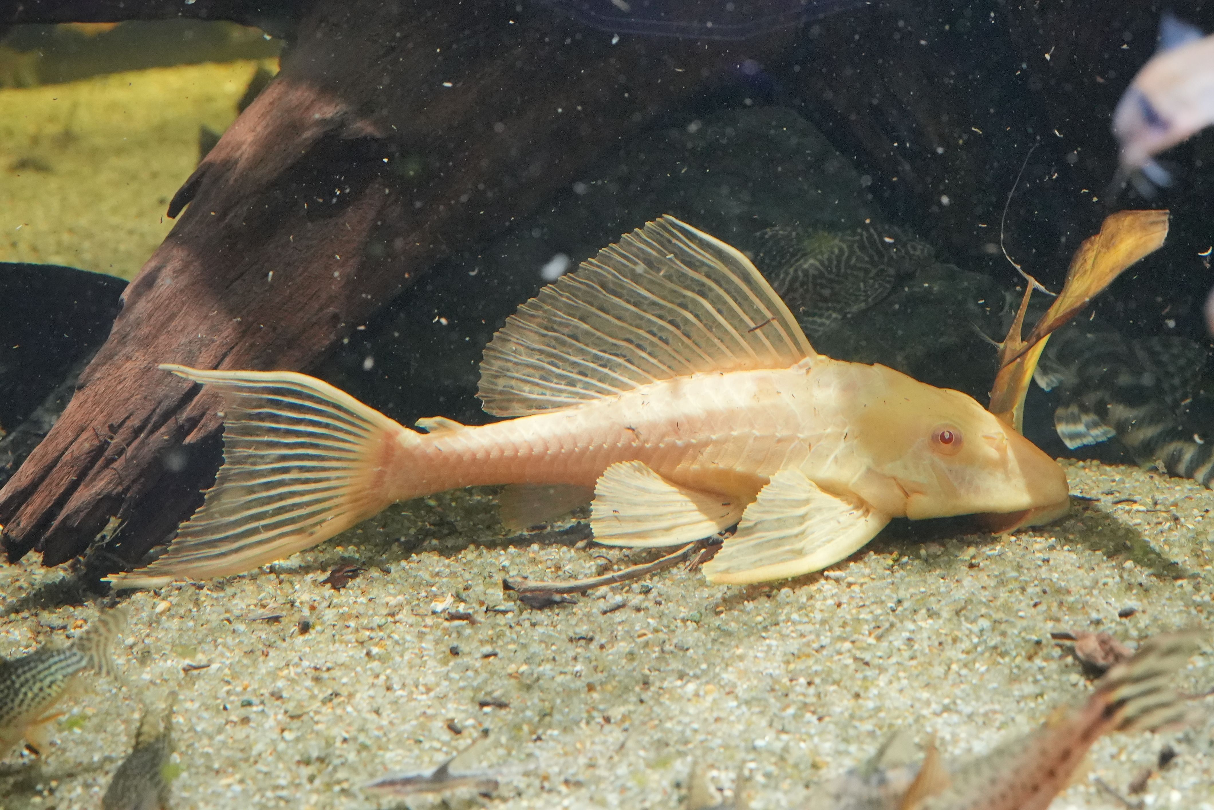 原色淡水魚図鑑 Ⅰ [ 改定版 ]イワナアルビノ. ウナギアルビノ . 大正