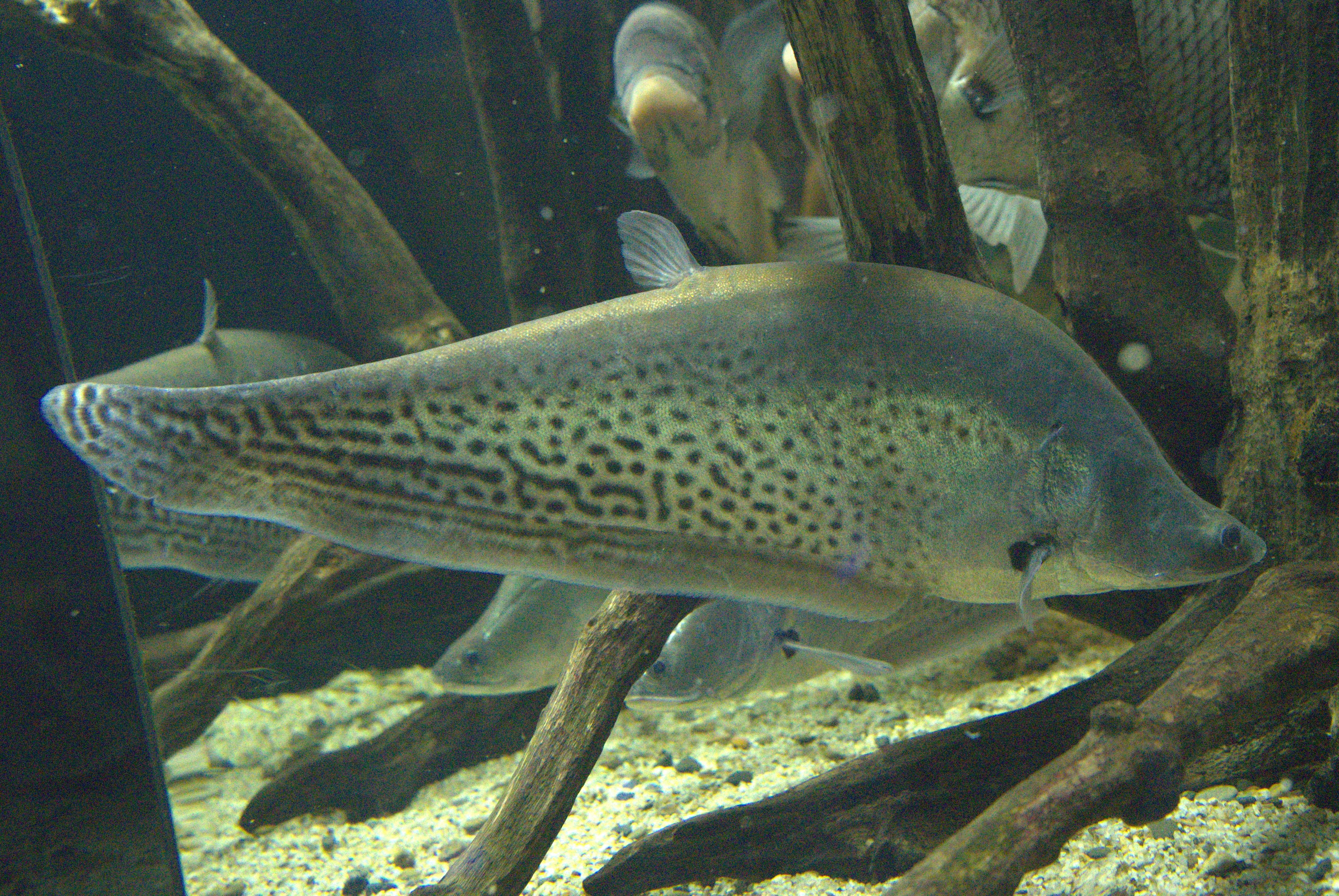 ロイヤルナイフフィッシュ ってどんな生き物？特徴や生息地を紹介