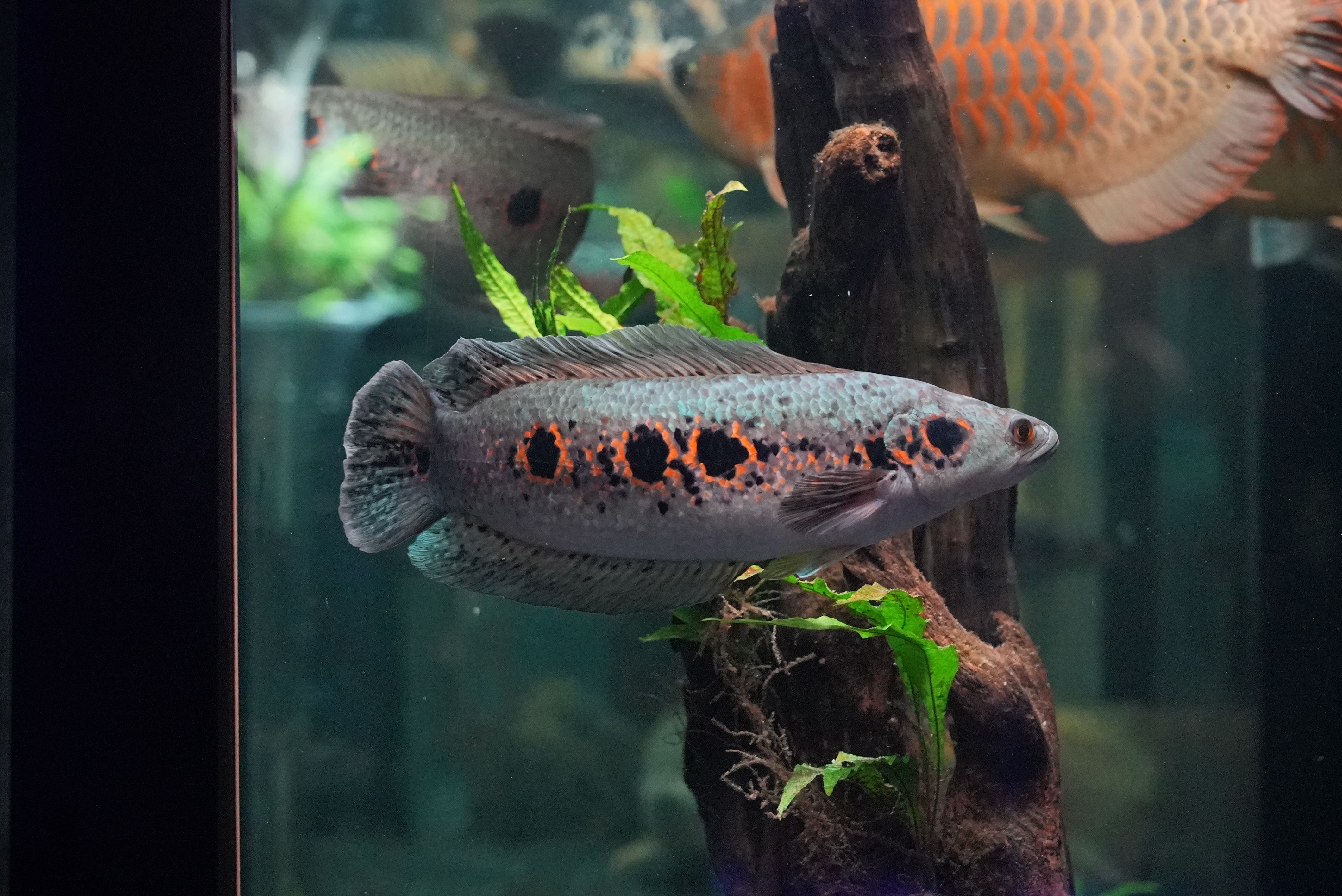 オセレイトスネークヘッド オセレイトスネークヘッド ってどんな生き物？特徴や生息地を紹介