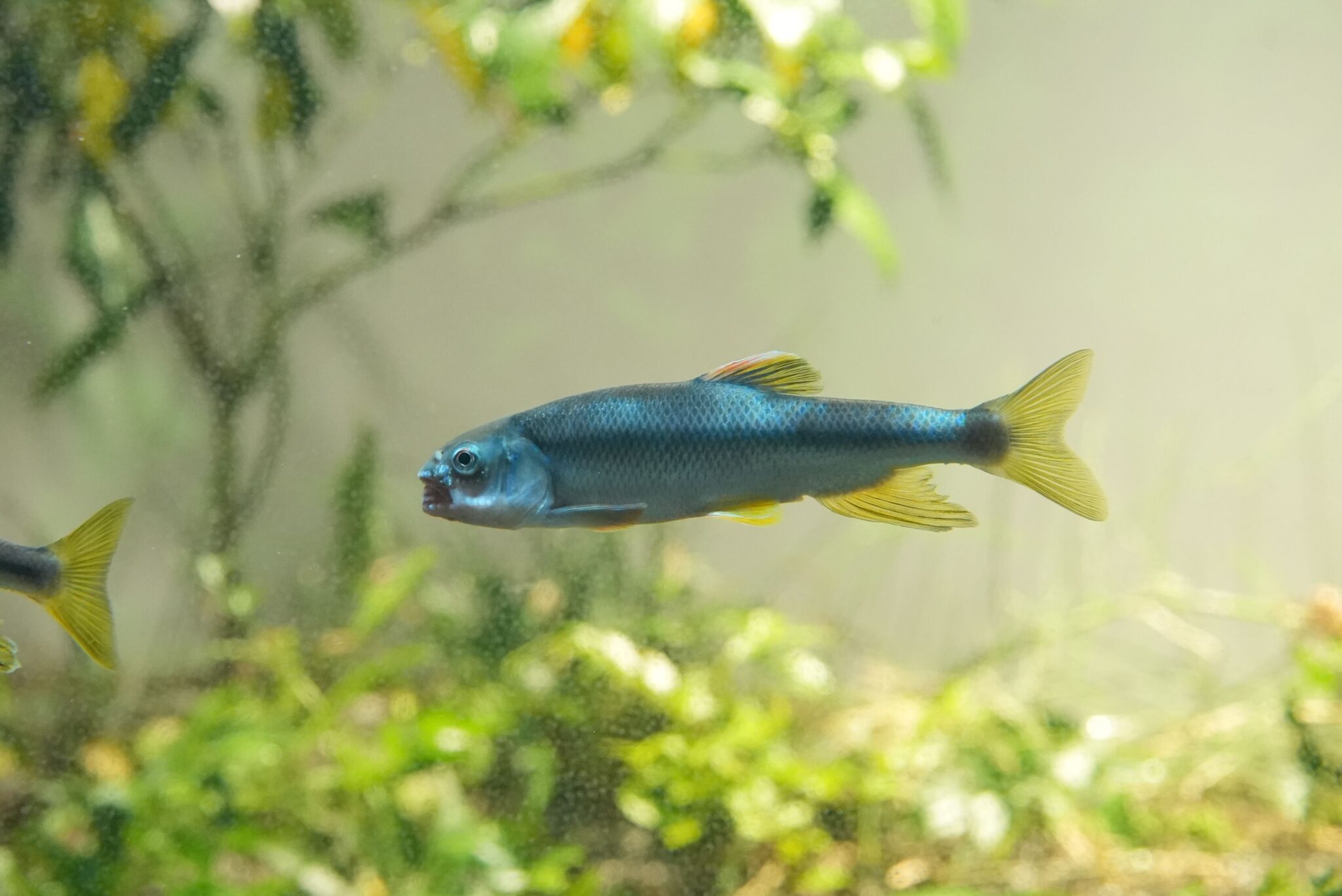 カワムツ ってどんな生き物?特徴や生息地を紹介| 淡水魚のいきもの図鑑| カワスイ アクア&アニマルスクール