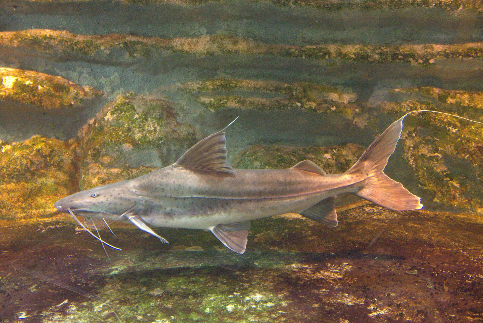 ピライーバ、肉食魚、熱帯魚 ピライーバ ってどんな生き物？特徴や生息 