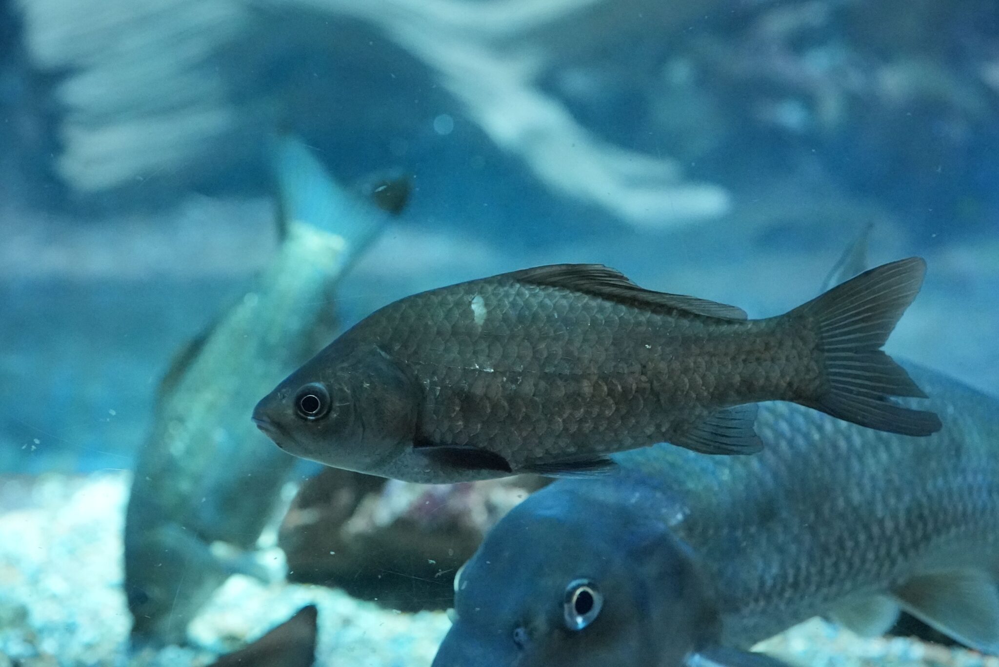 ギンブナ ってどんな生き物?特徴や生息地を紹介| 淡水魚のいきもの図鑑| カワスイ アクア&アニマルスクール