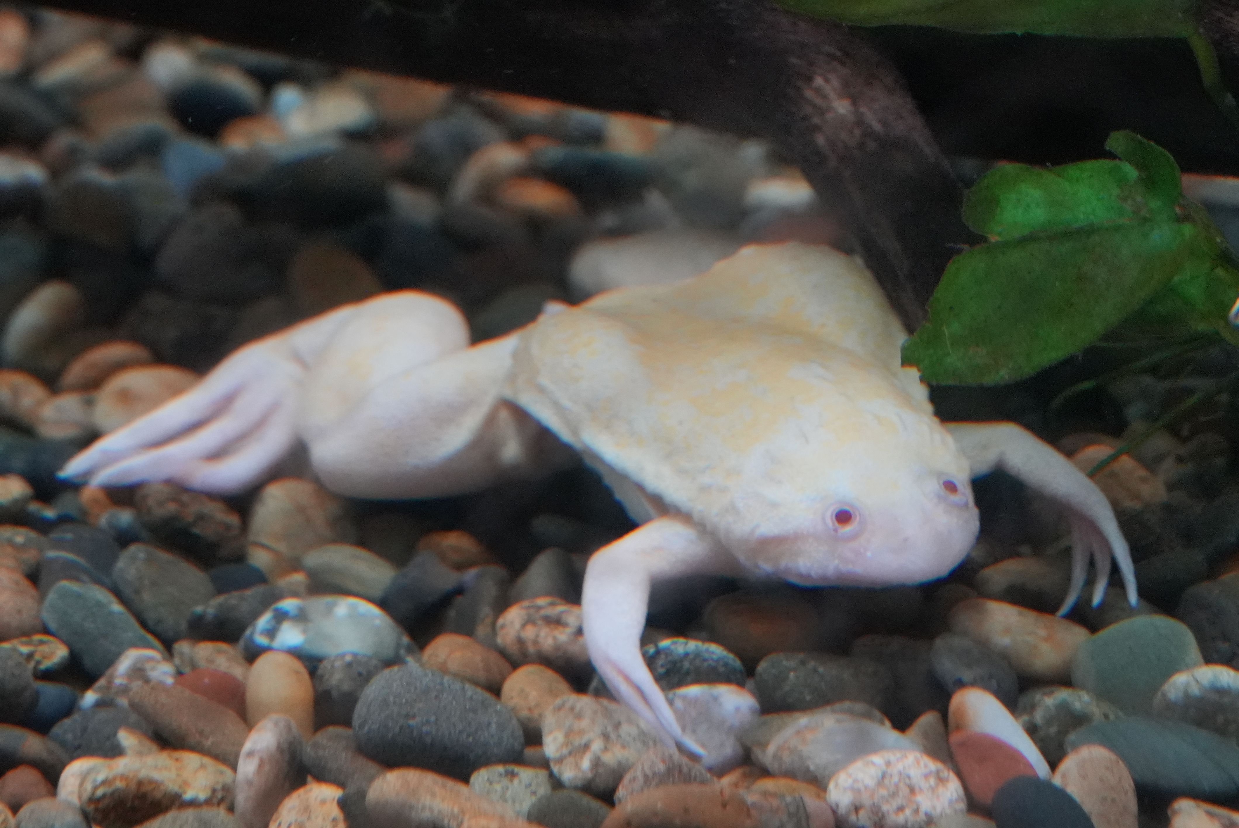 アフリカツメガエル（アルビノ） (アフリカツメガエル) ってどんな