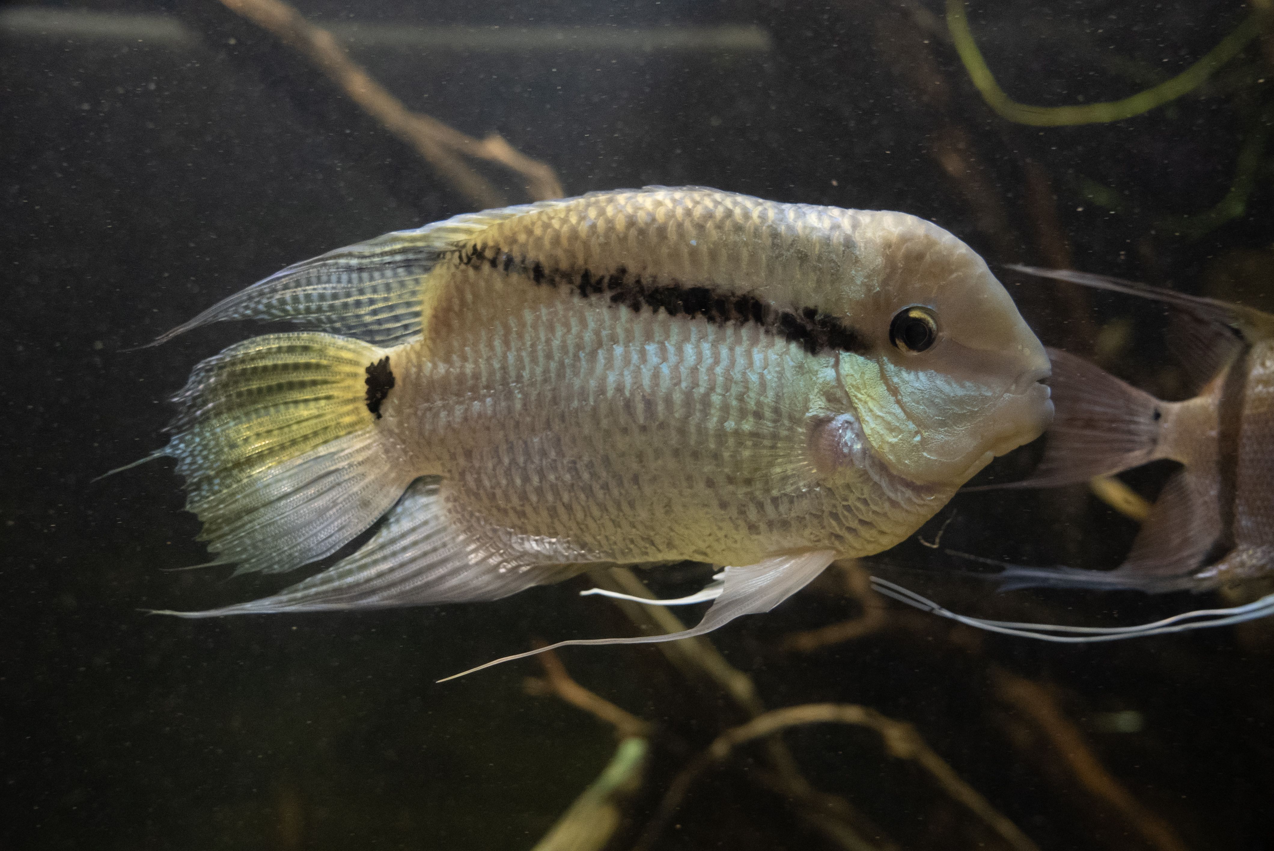 フェスティバム ってどんな生き物？特徴や生息地を紹介| 淡水魚の