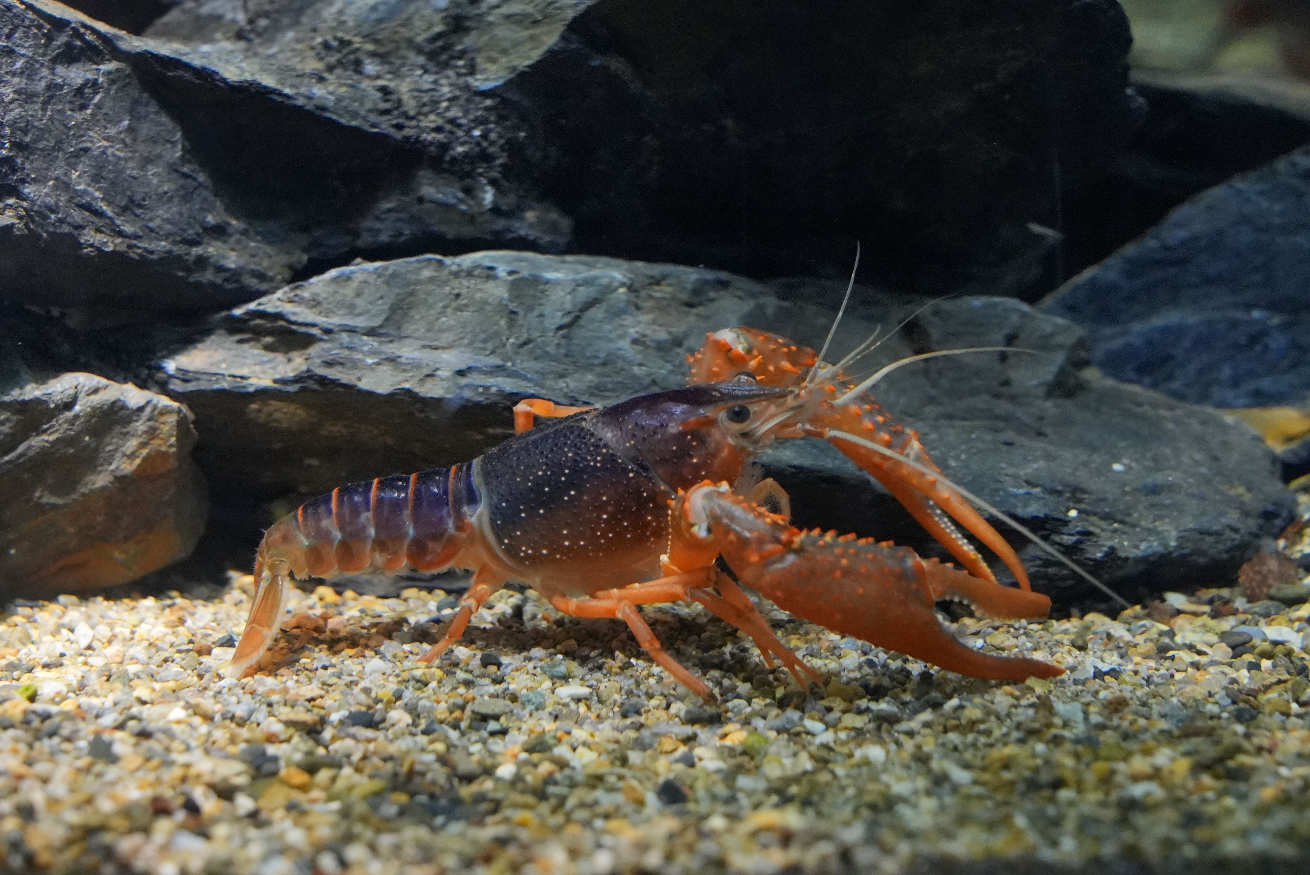 世界の淡水ザリガニ大図鑑 世界の淡水ザリガニ大図鑑