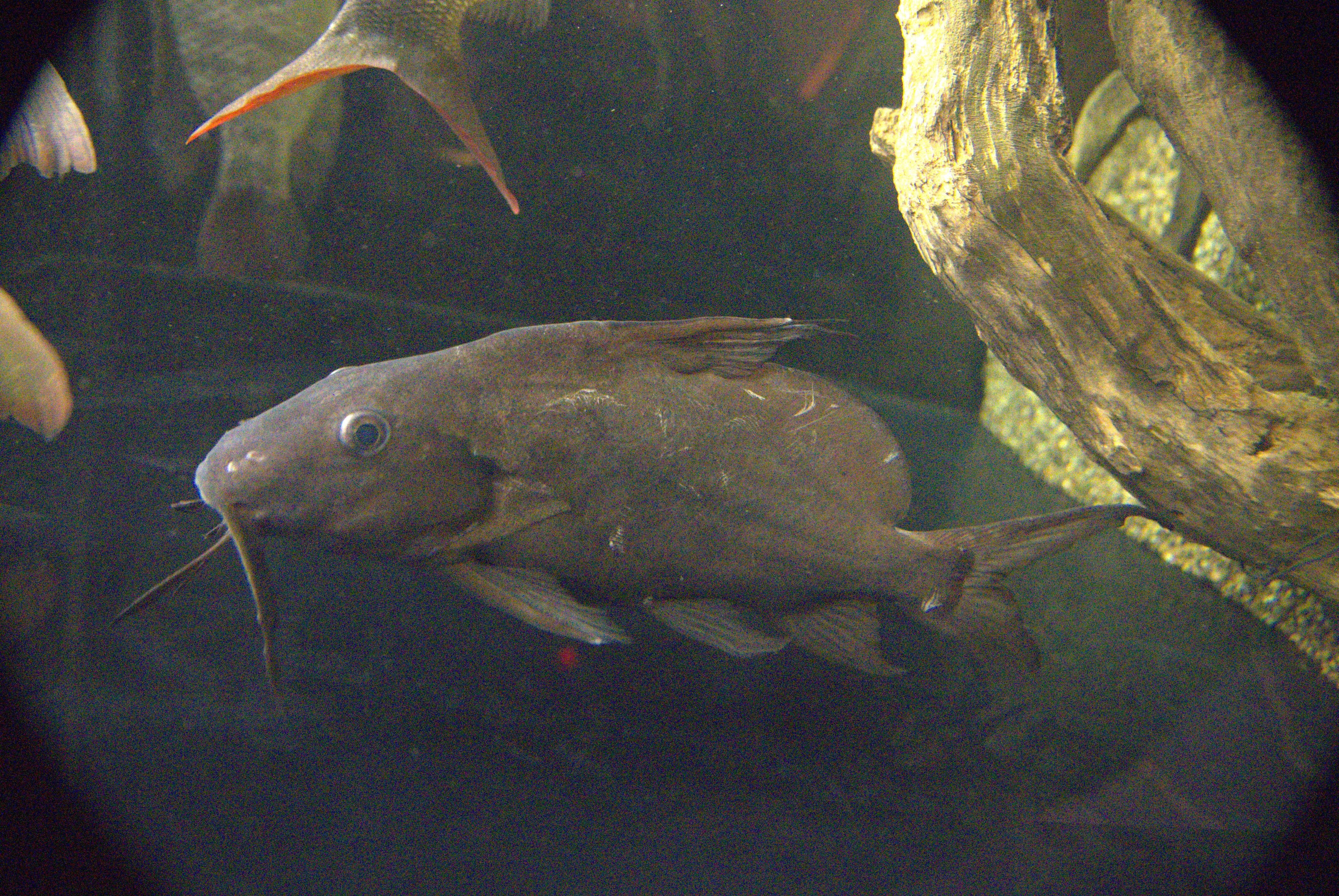 メンブラナケウス、シノドンティス ヘミシノドンティス・メンブラナケウス ってどんな生き物？特徴や生息