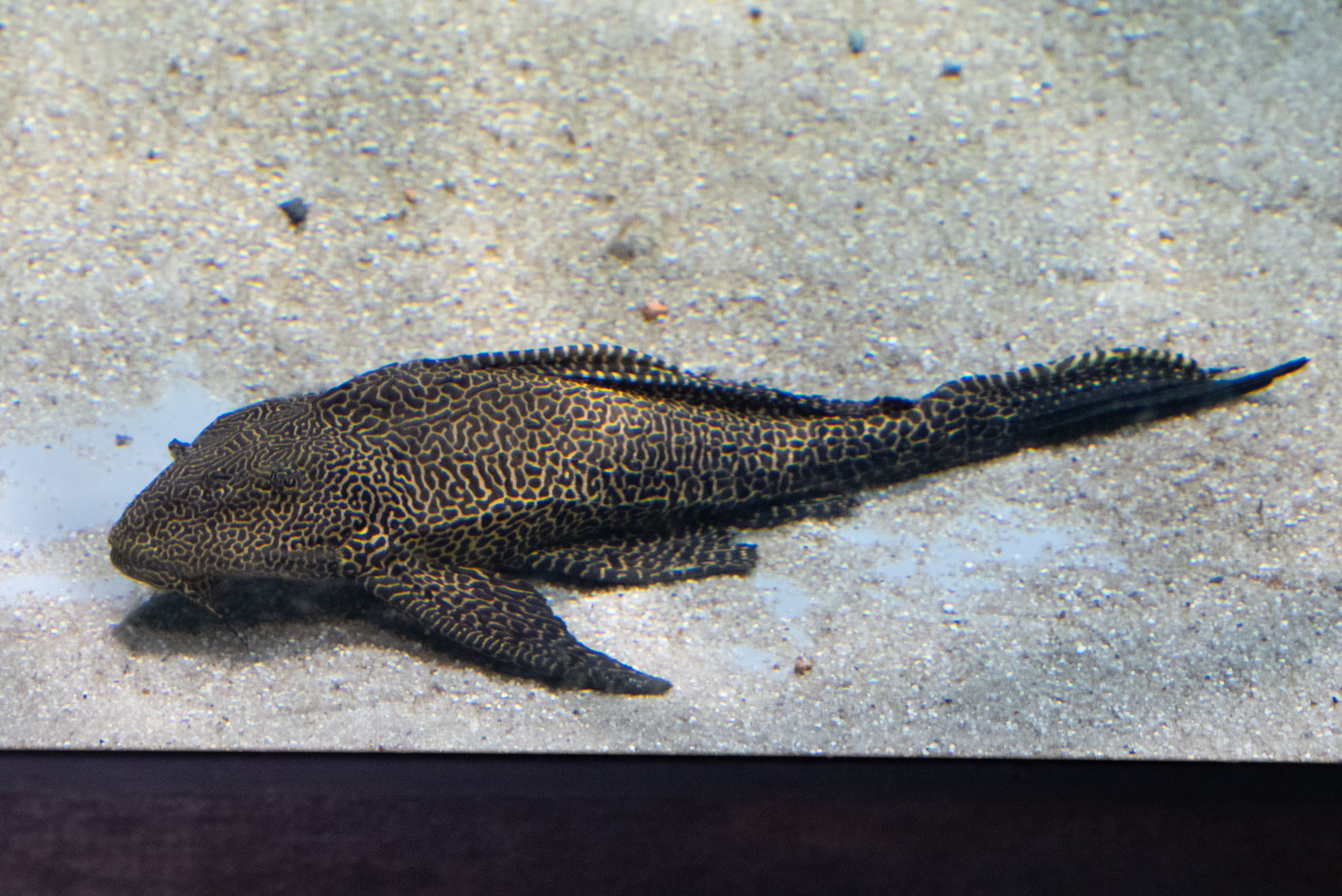 セイルフィンプレコ ってどんな生き物？特徴や生息地を紹介| 淡水魚の